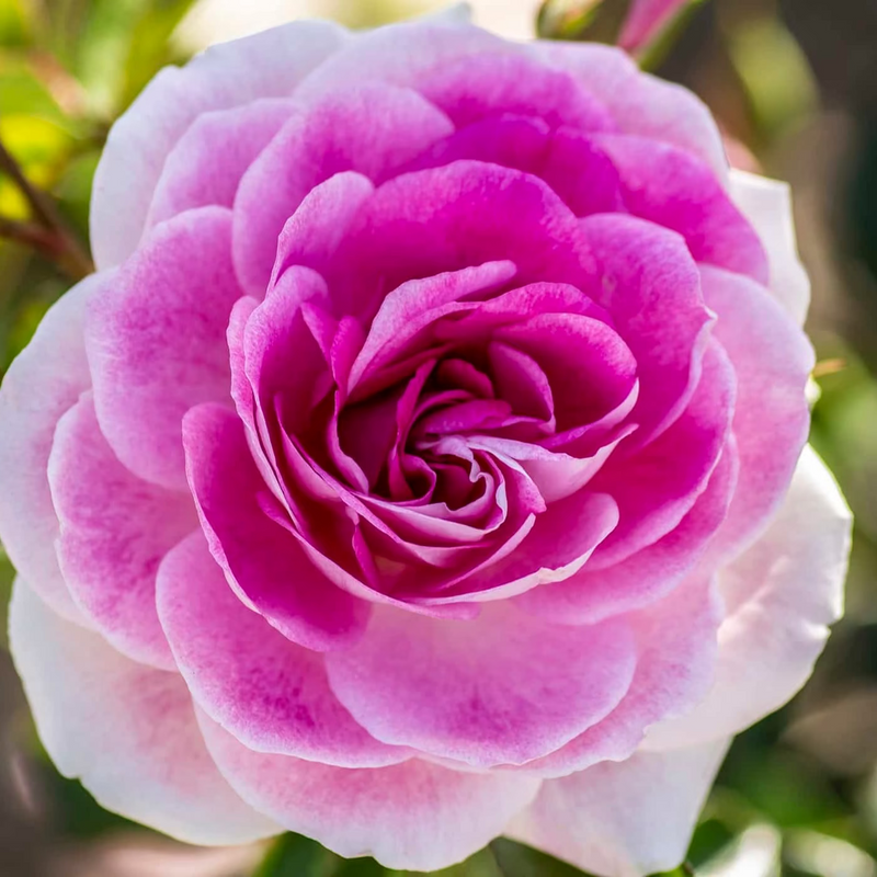 Brilliant Pink Iceberg  Bare Root Rose Bush