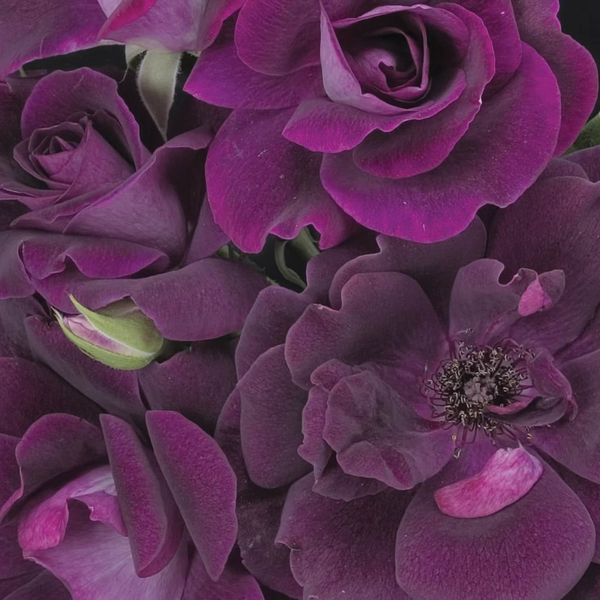 Burgundy Iceberg Bare Root Rose Bush