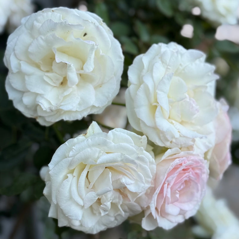 Climbing Roses | Verticle Living Tapestries | Grace Rose Farm