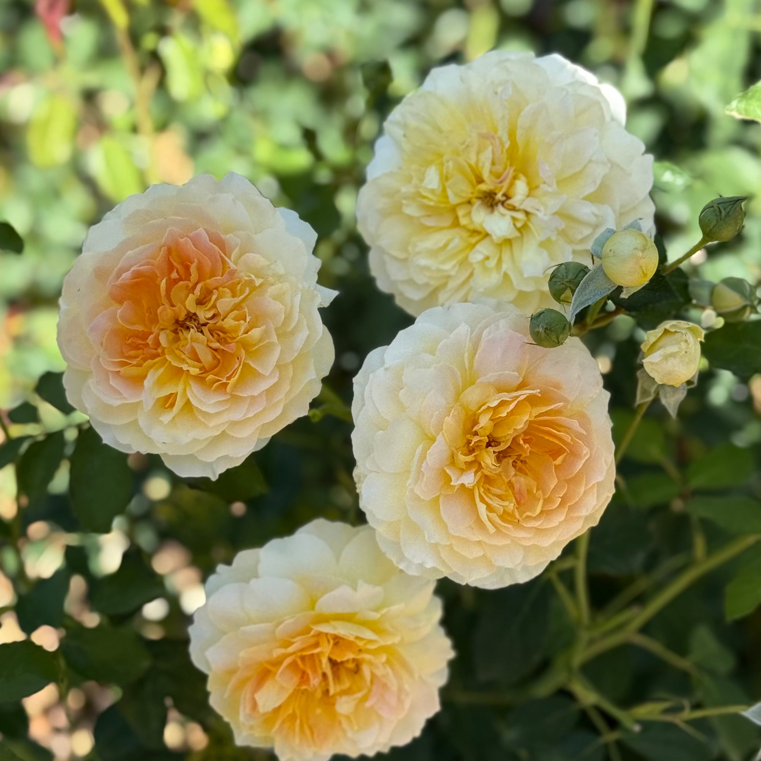 David Austin® Golden Celebration® Potted Climbing Rose