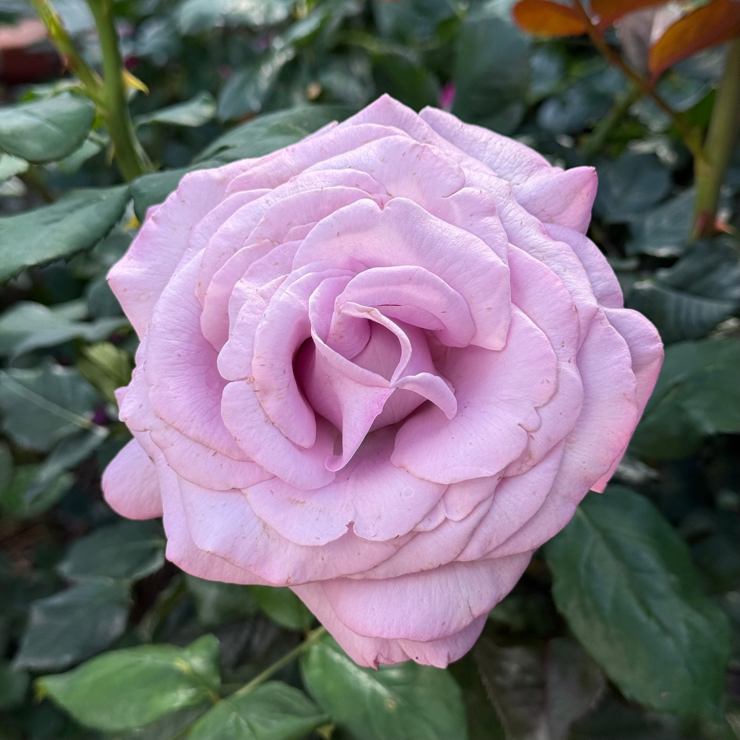 Neptune Tree Rose | Lavender Tree Rose | Grace Rose Farm