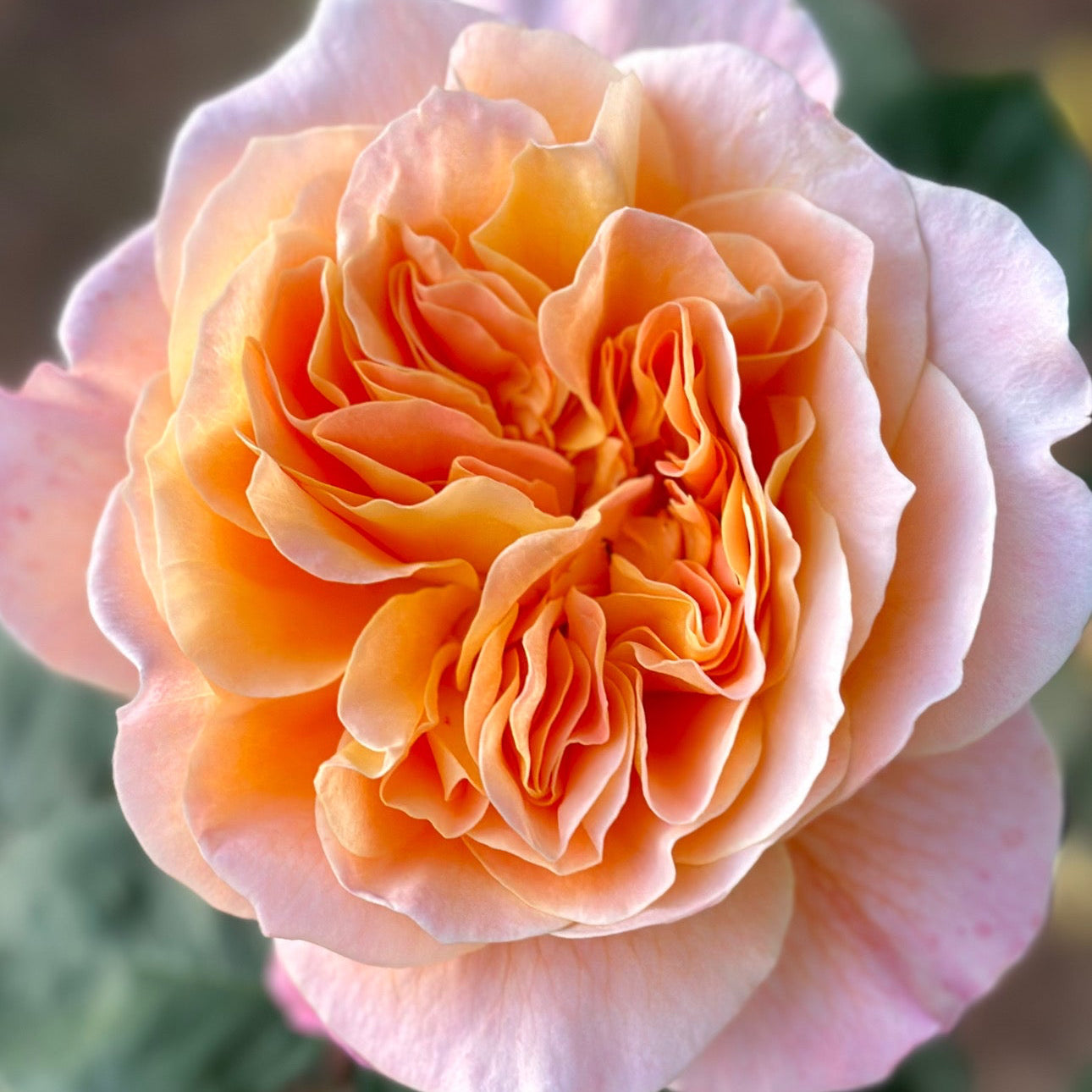 The Impressionist™ Potted Rose Bush