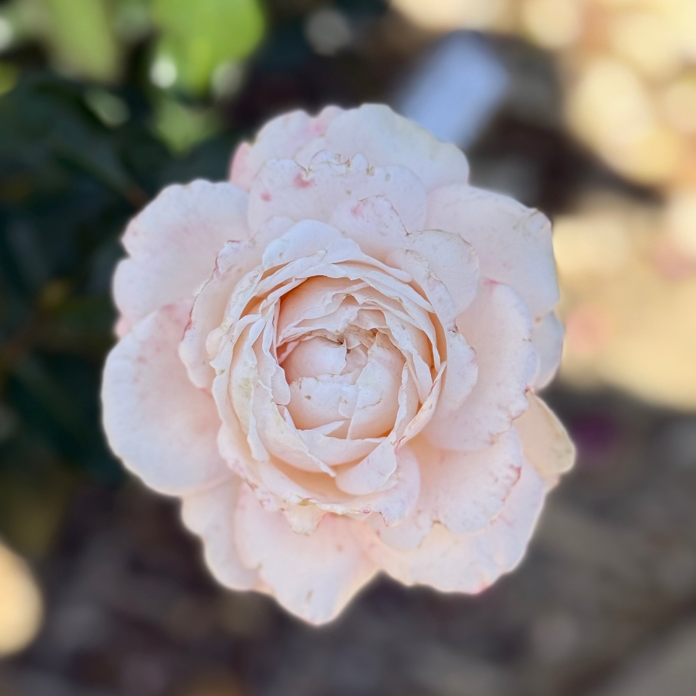 Parfuma® Sunrise (a.k.a. Sespe Sunrise) Potted Rose Bush