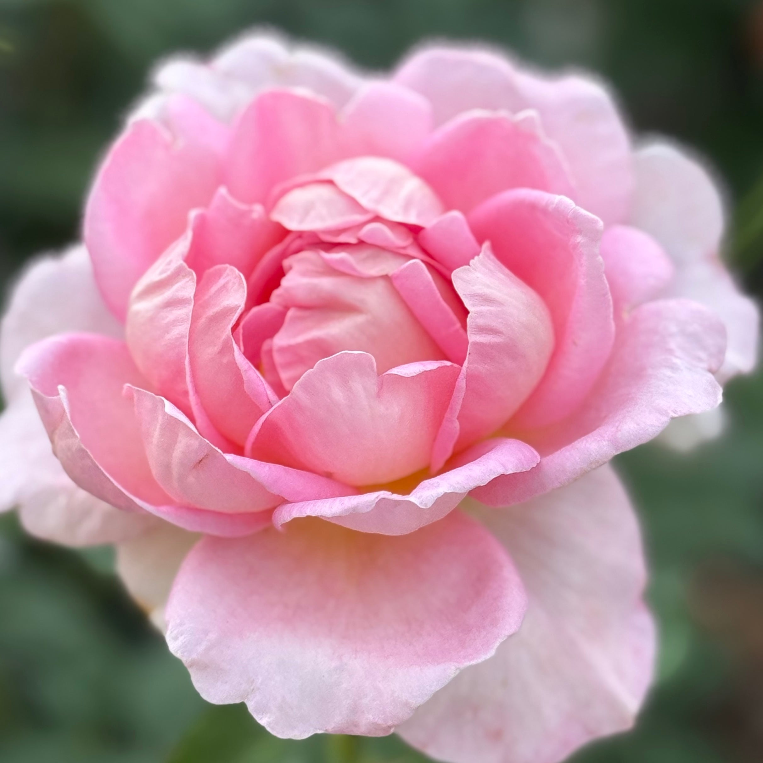 Tiffany Potted Rose Bush | Pink Hybrid Tea Rose | Grace Rose Farm