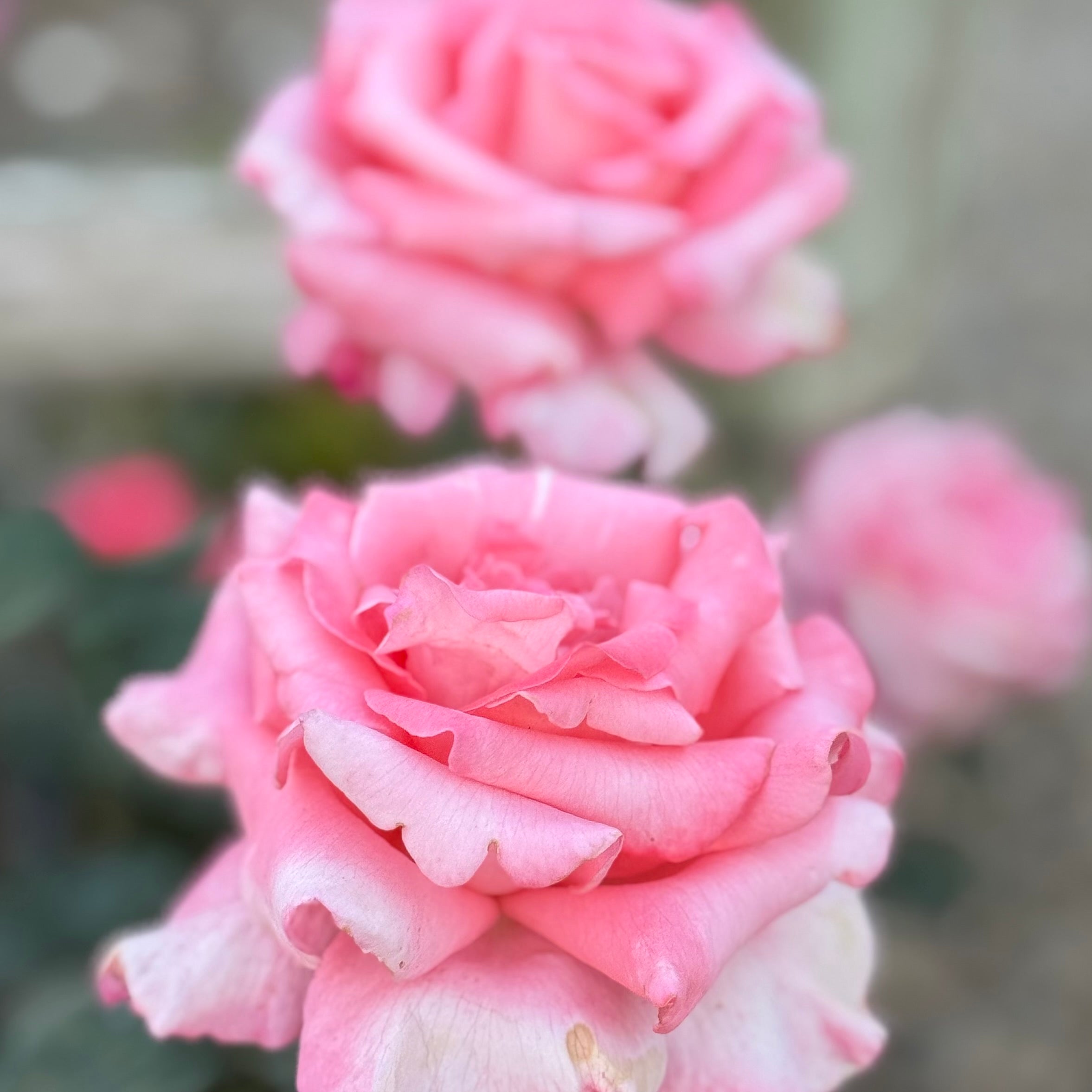 Touch of Class Rose Bush | Pink Hybrid Tea Rose | Grace Rose Farm