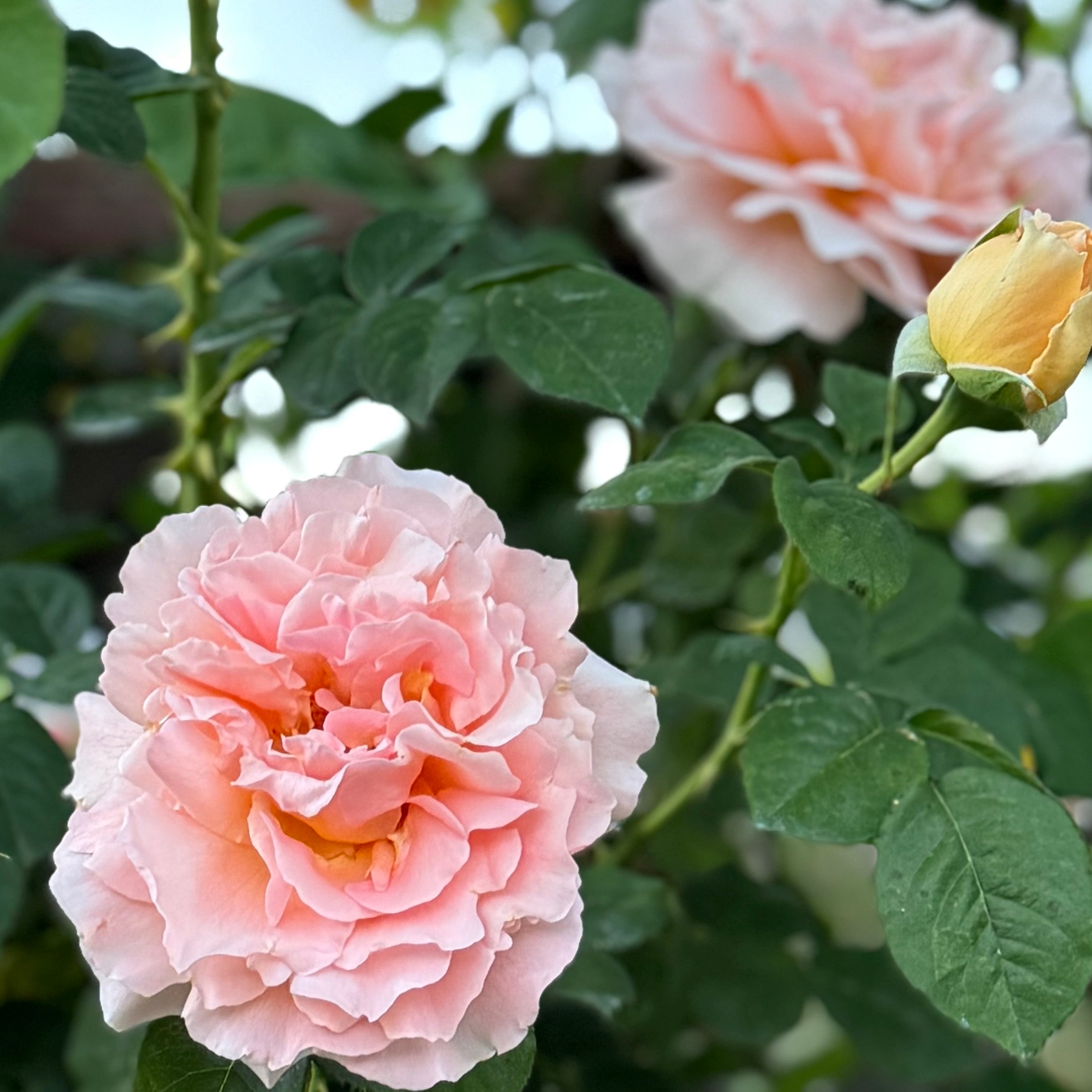 Grace Rose Farm Polka Climbing Rose Bush