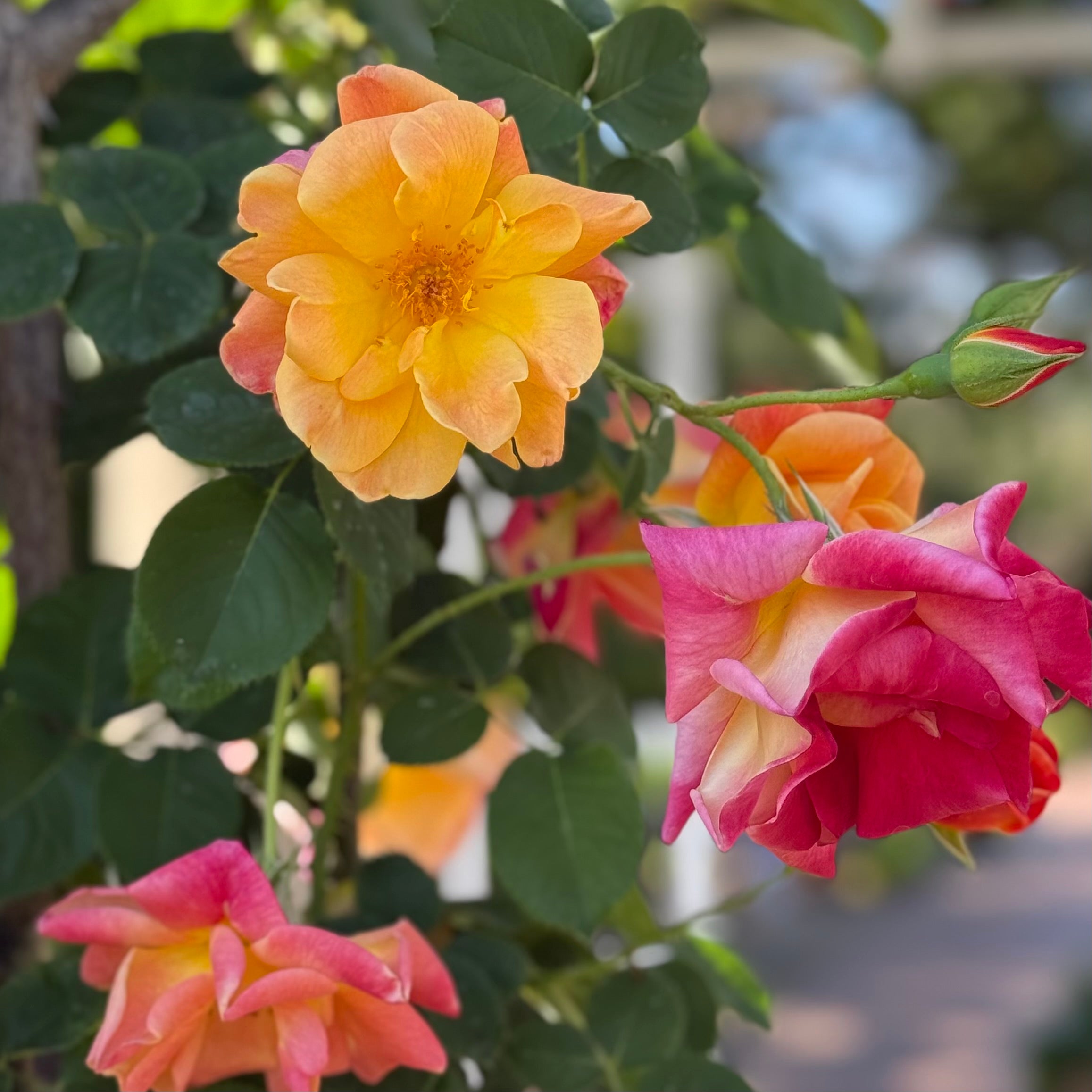 Joseph's Coat Potted Climbing Rose - Grace Rose Farm