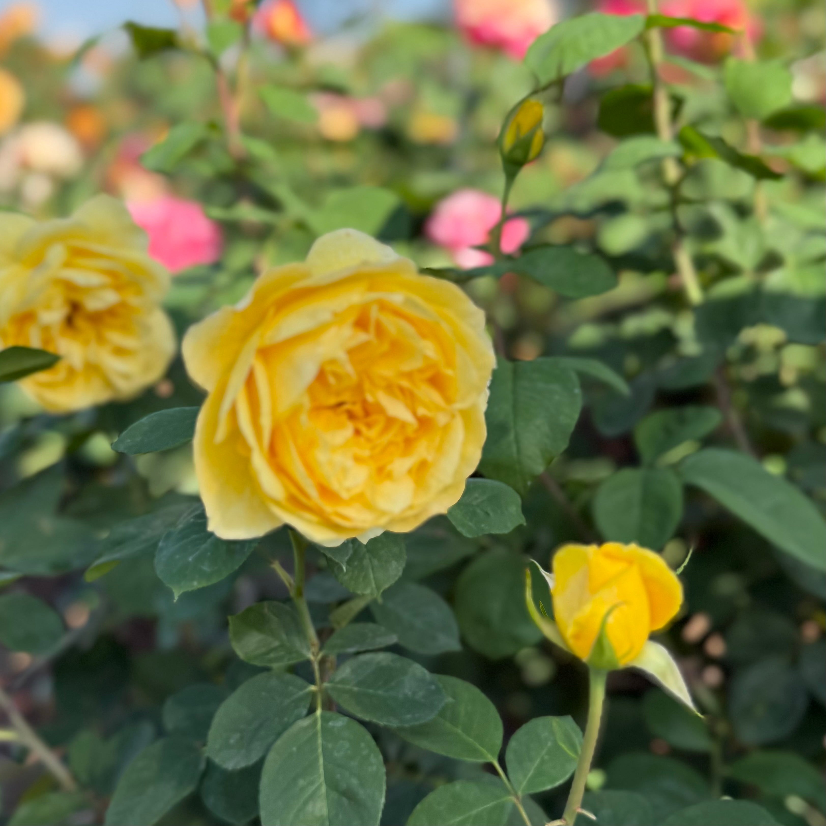Ch Ching Potted Rose Bush | Yellow Grandiflora Rose | Grace Rose Farm