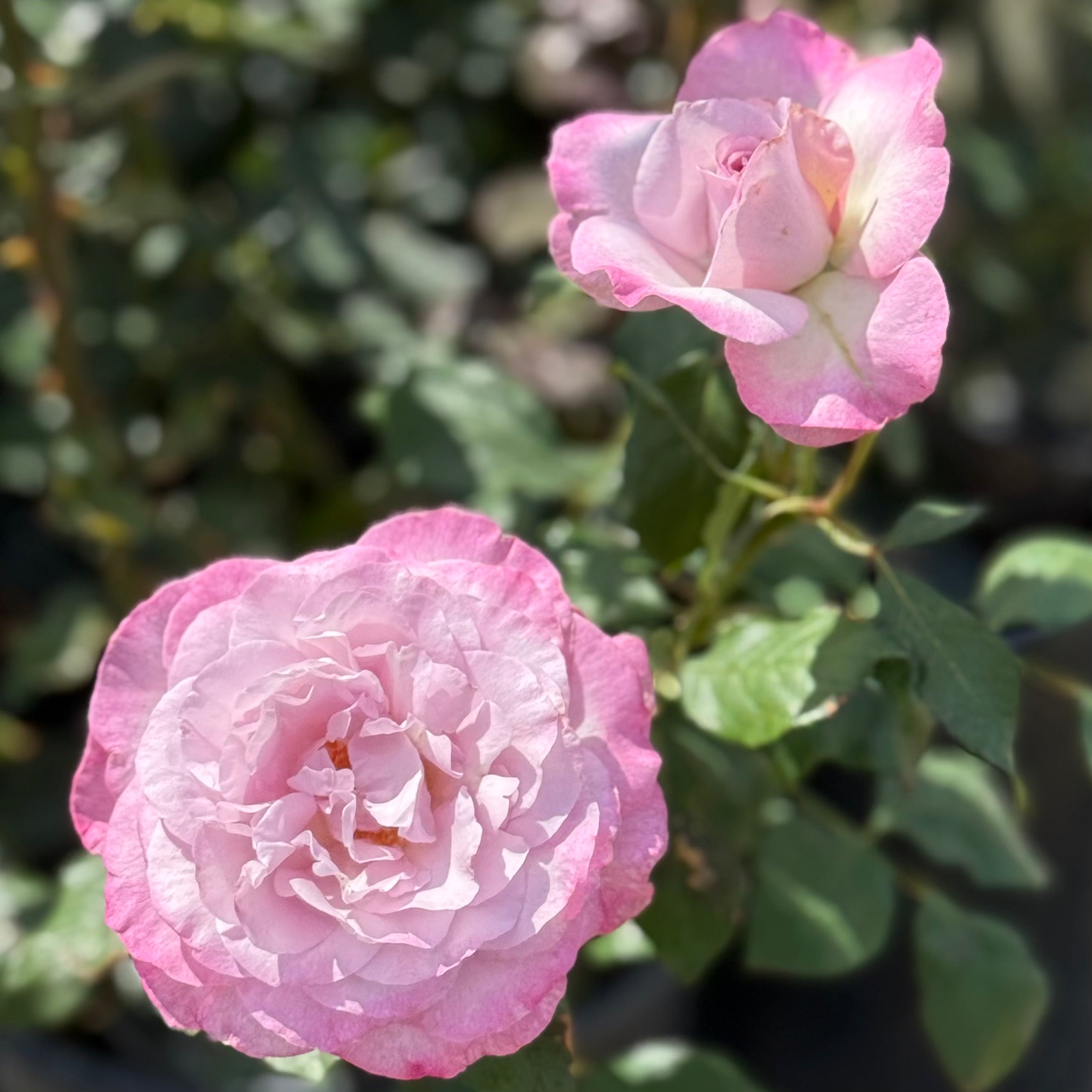 Nicole Carol Miller Potted Rose Bush