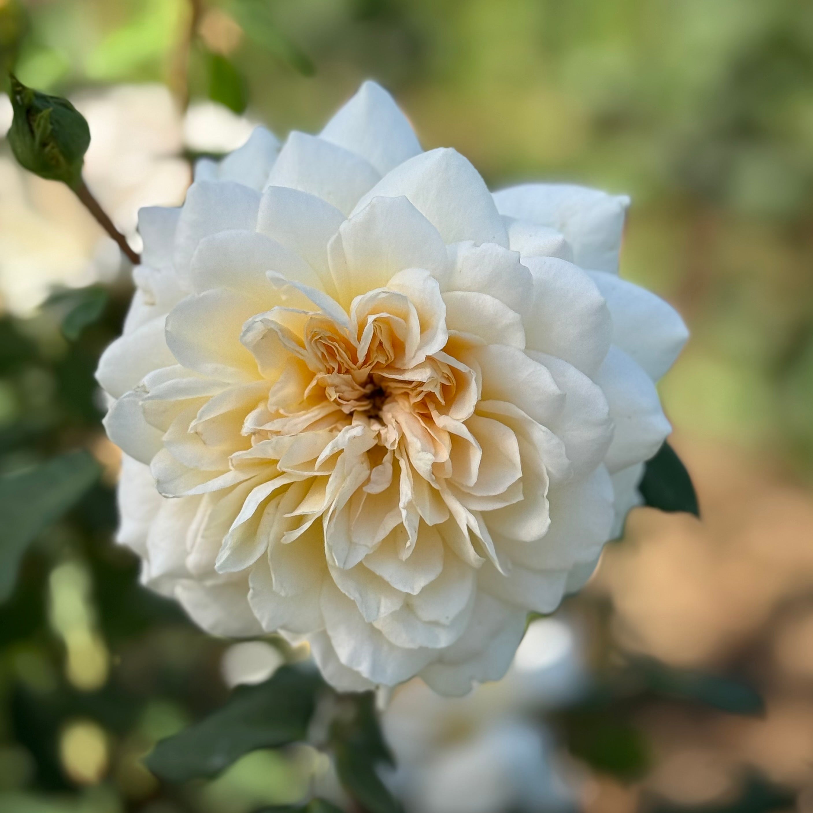 David Austin ® Crocus Rose Potted Rose Bush - Grace Rose Farm