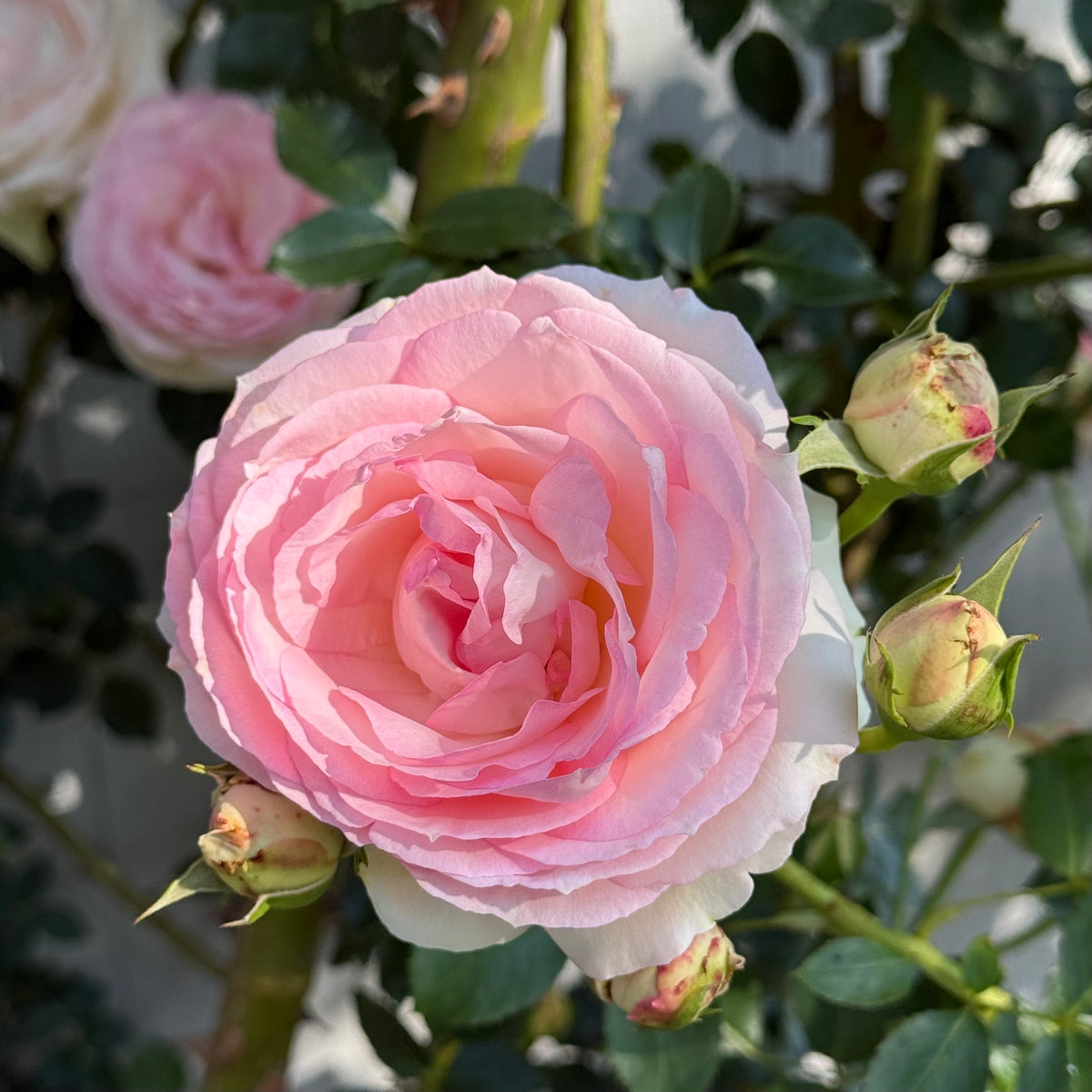 Eden Climber®   Bare Root Climbing Rose