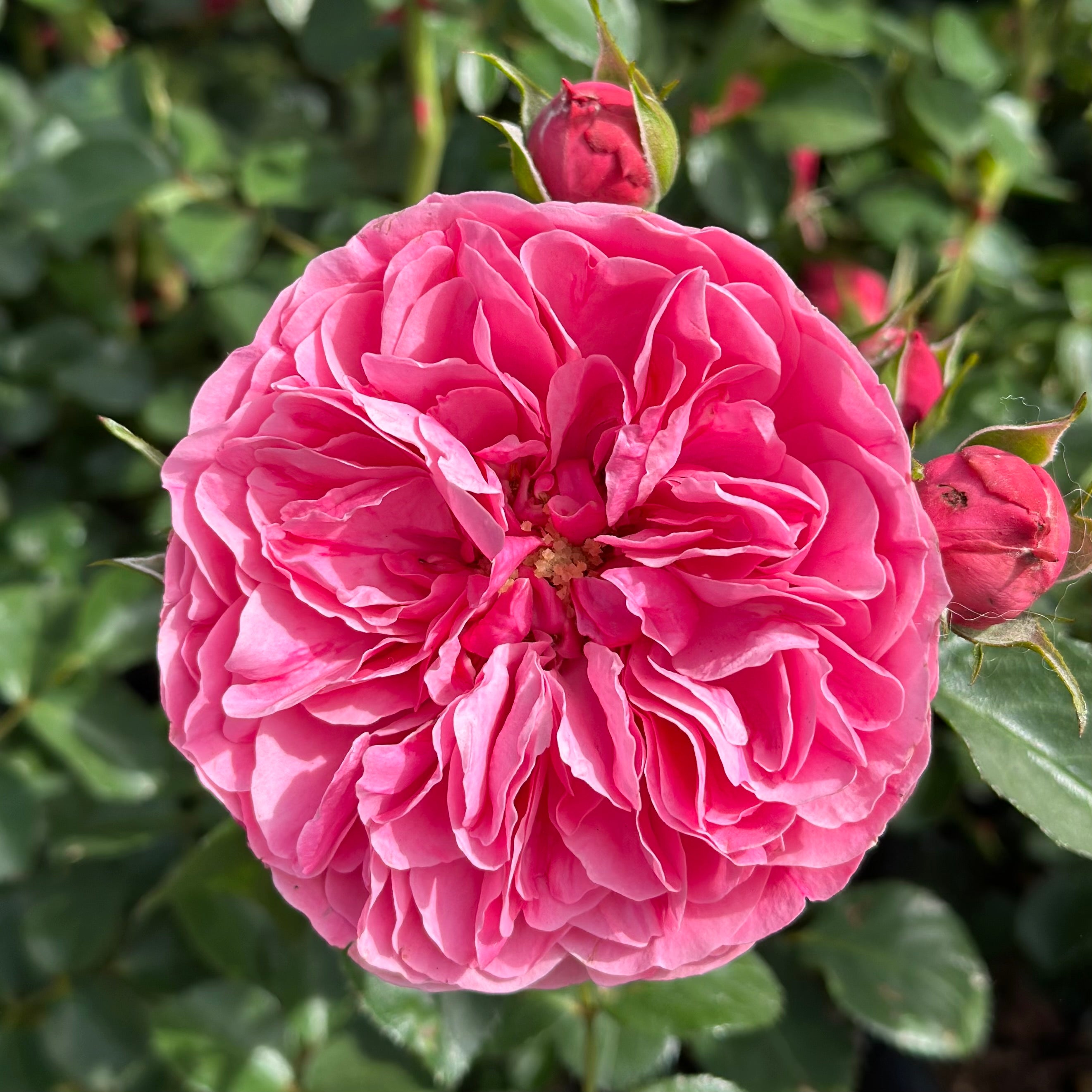 Leonardo da Vinci® Potted Rose Bush