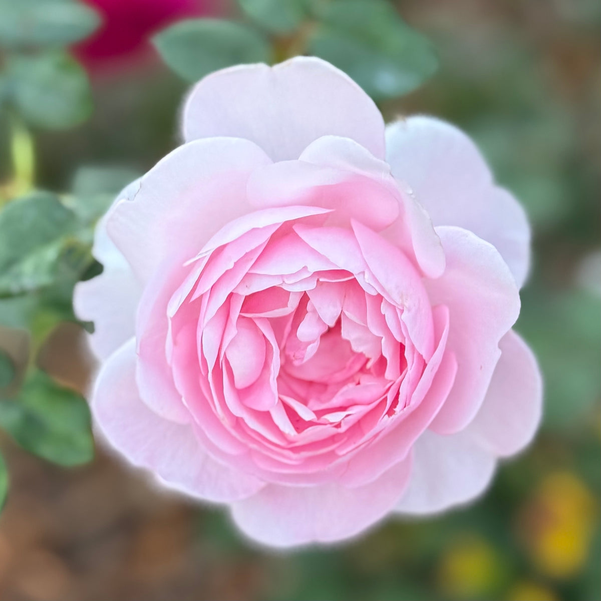 David Austin® Scepter’d Isle® Potted Tree Rose