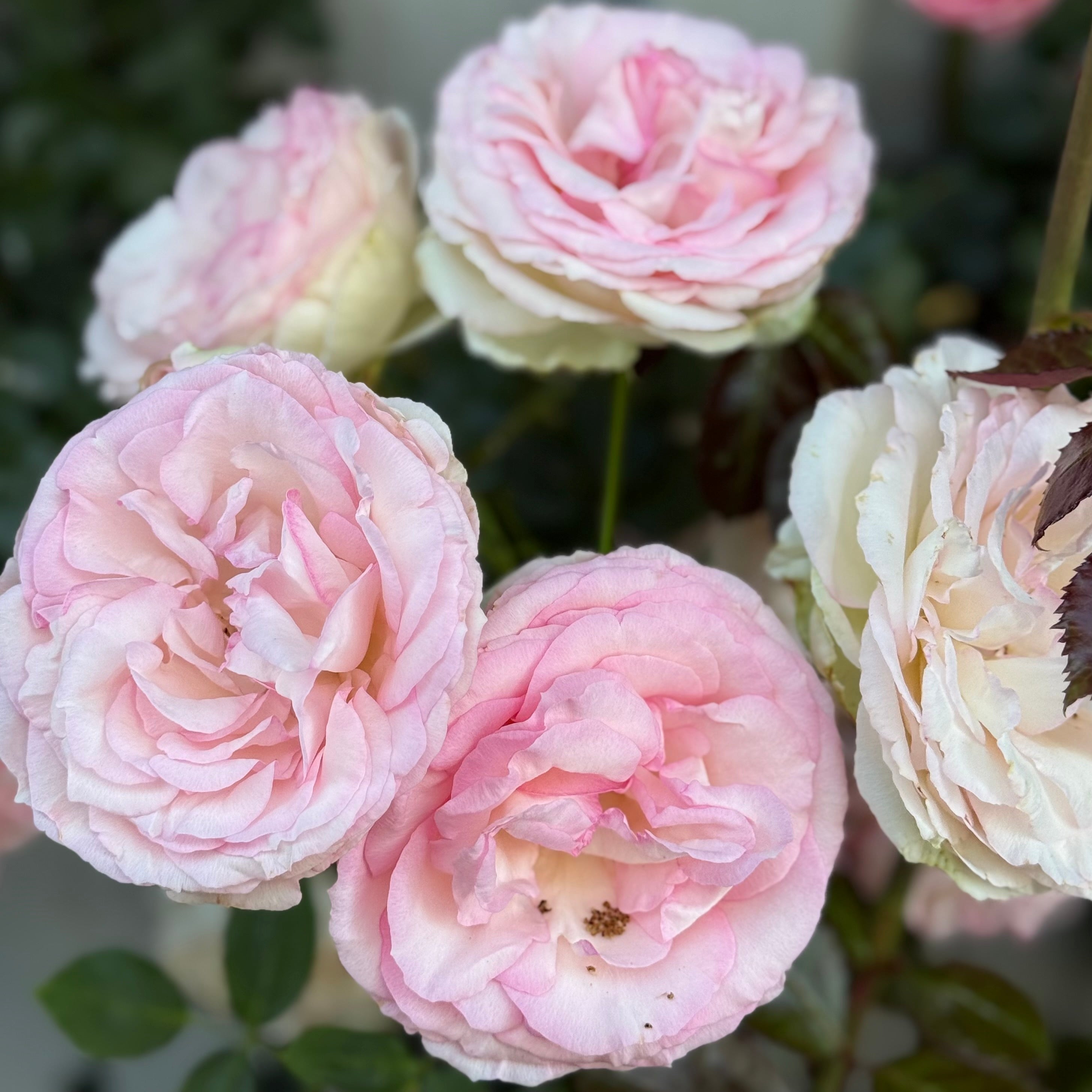 Eden Climber® Potted Climbing Rose