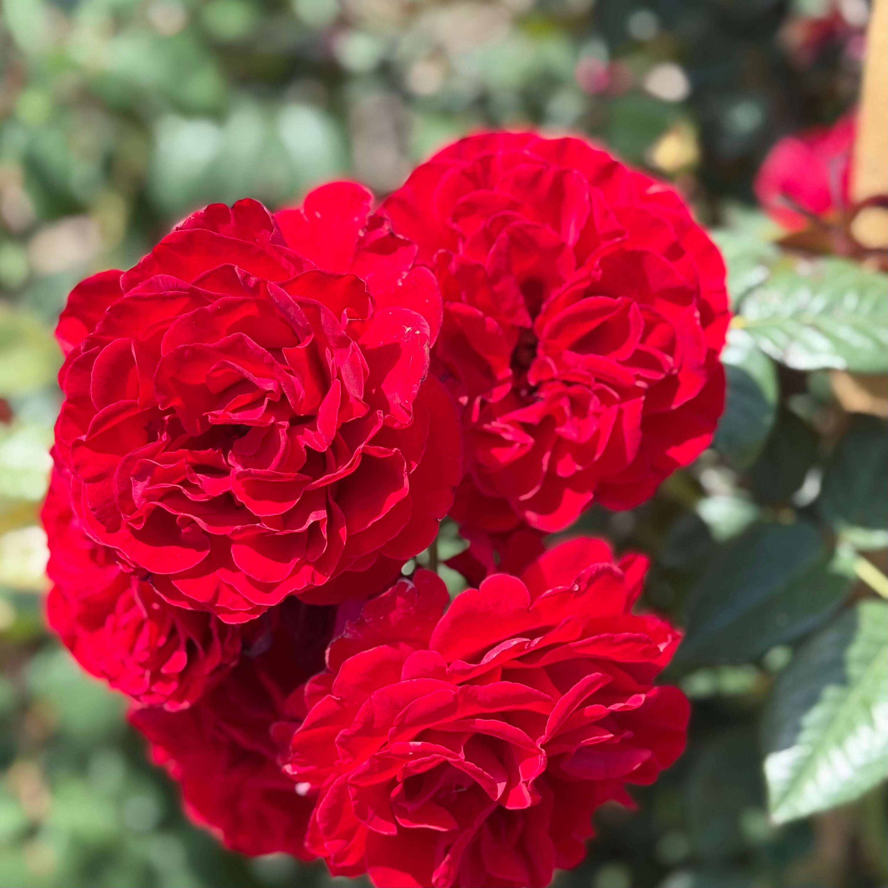 Lady in Red™ Potted Climbing Rose