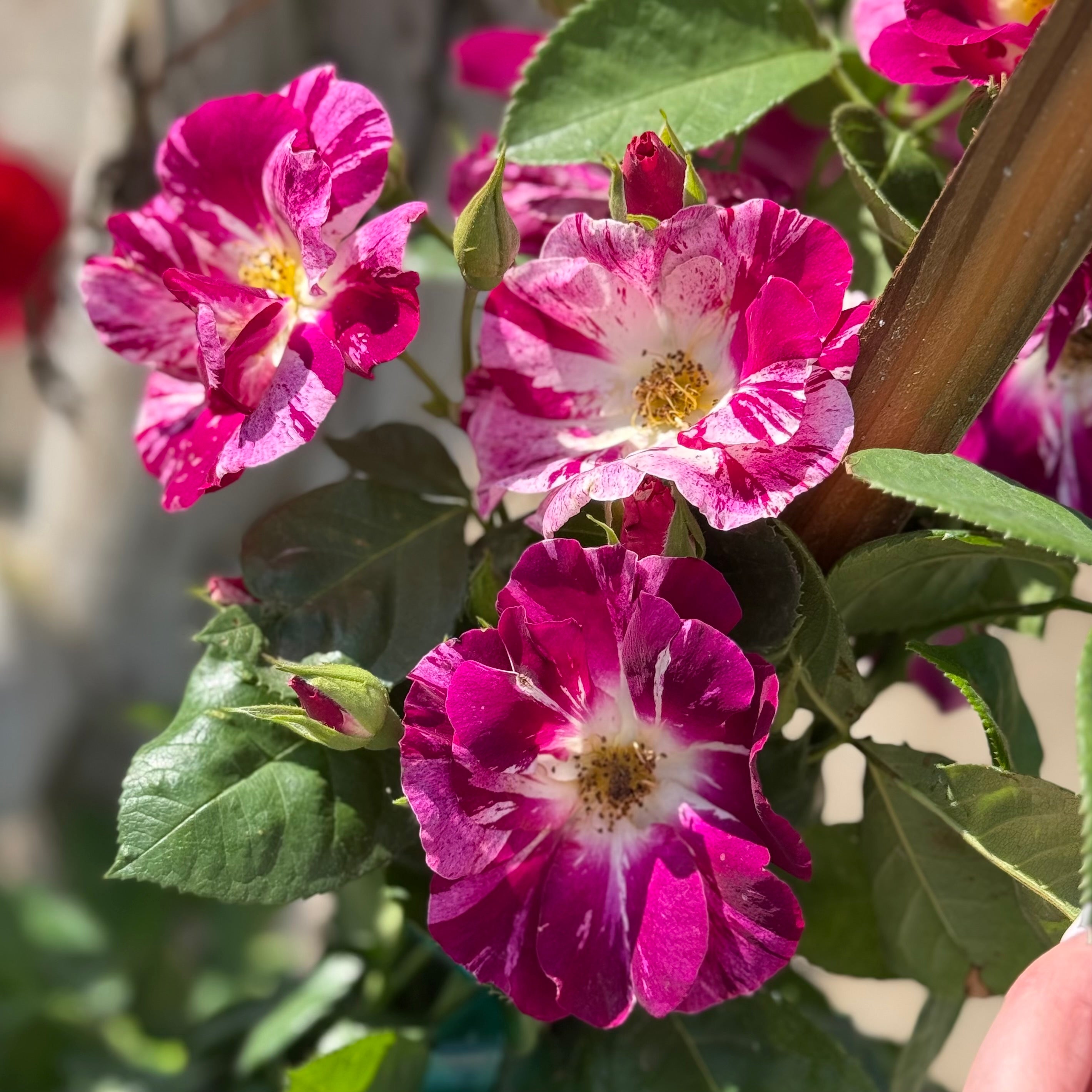 Purple Splash Climbing Rose | Purple Striped Climbing Rose | Grace