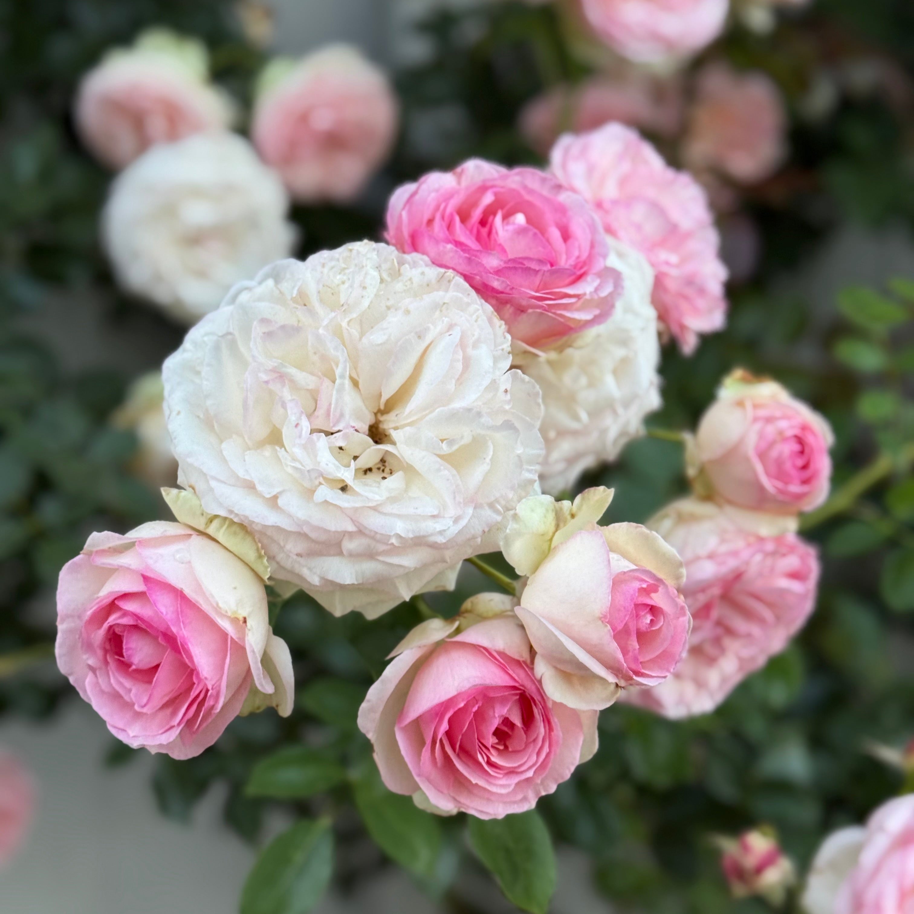 Parfuma Bliss Potted Rose Bush | Grace Rose Farm