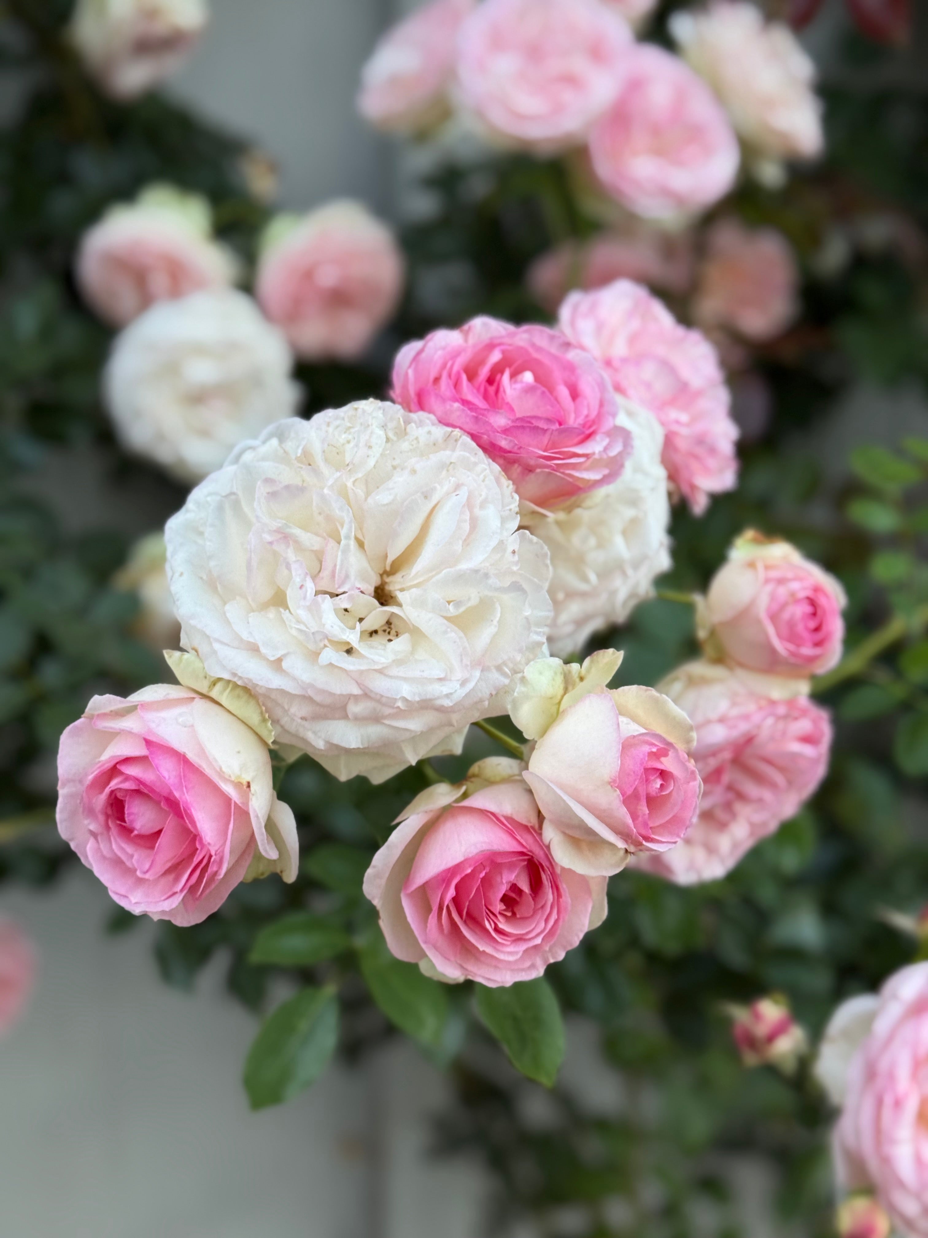 Eden Climber® Potted Climbing Rose