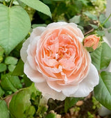 David Austin® Ambridge® Potted Rose Bush
