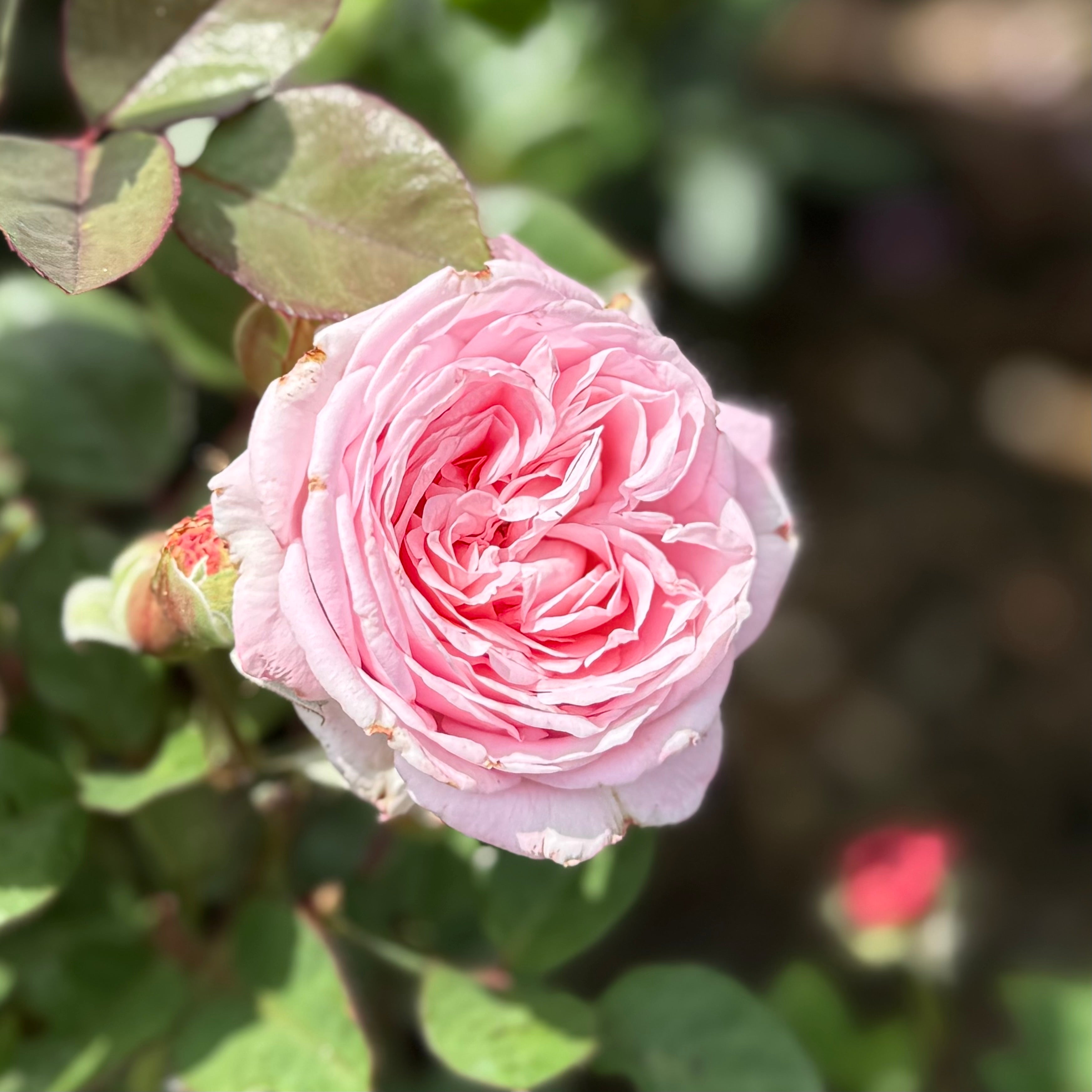 Parfuma® Summer Romance™ Potted Rose Bush - Grace Rose Farm