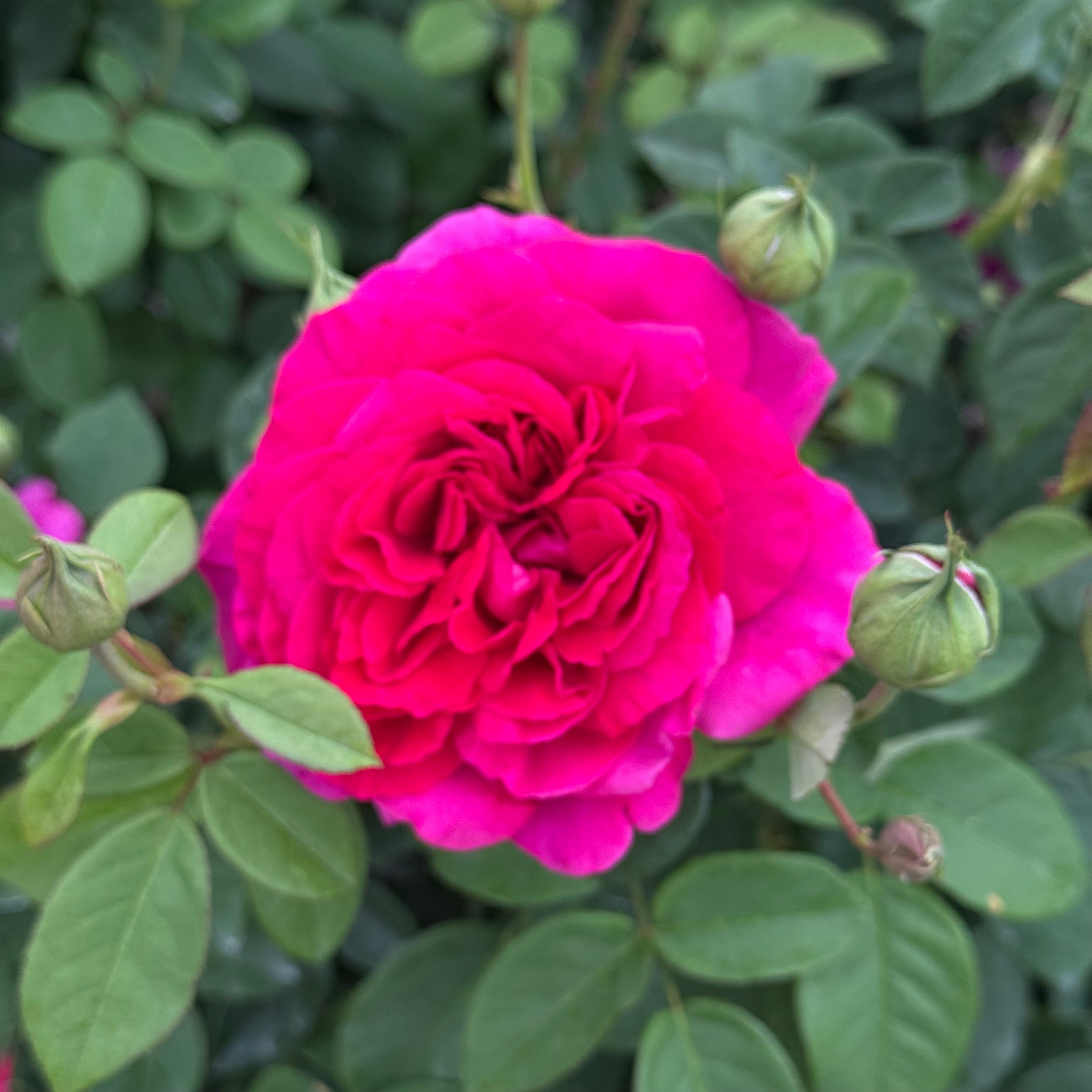 David Austin® The Dark Lady Potted Rose Bush