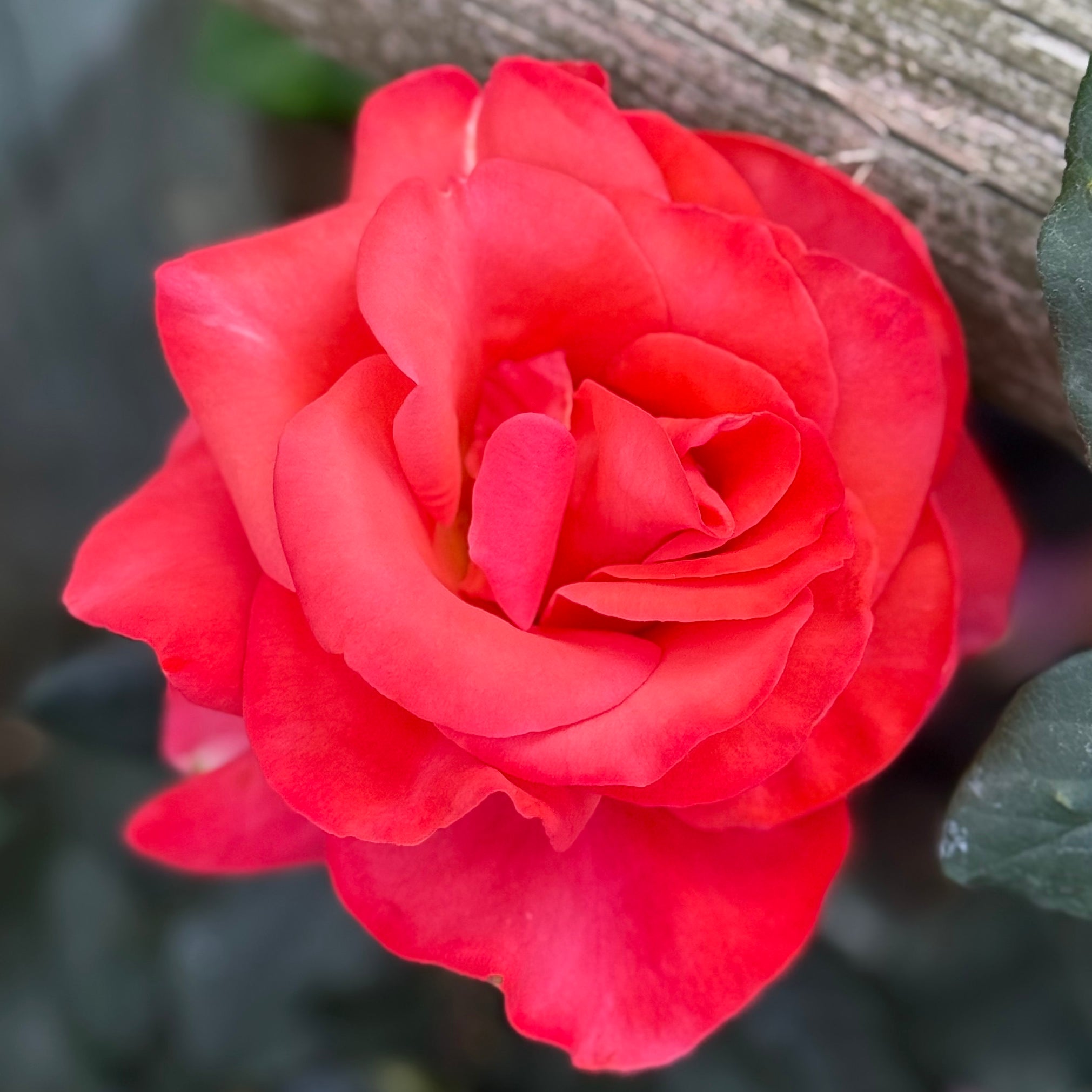 Ring of Fire™ Potted Rose Bush