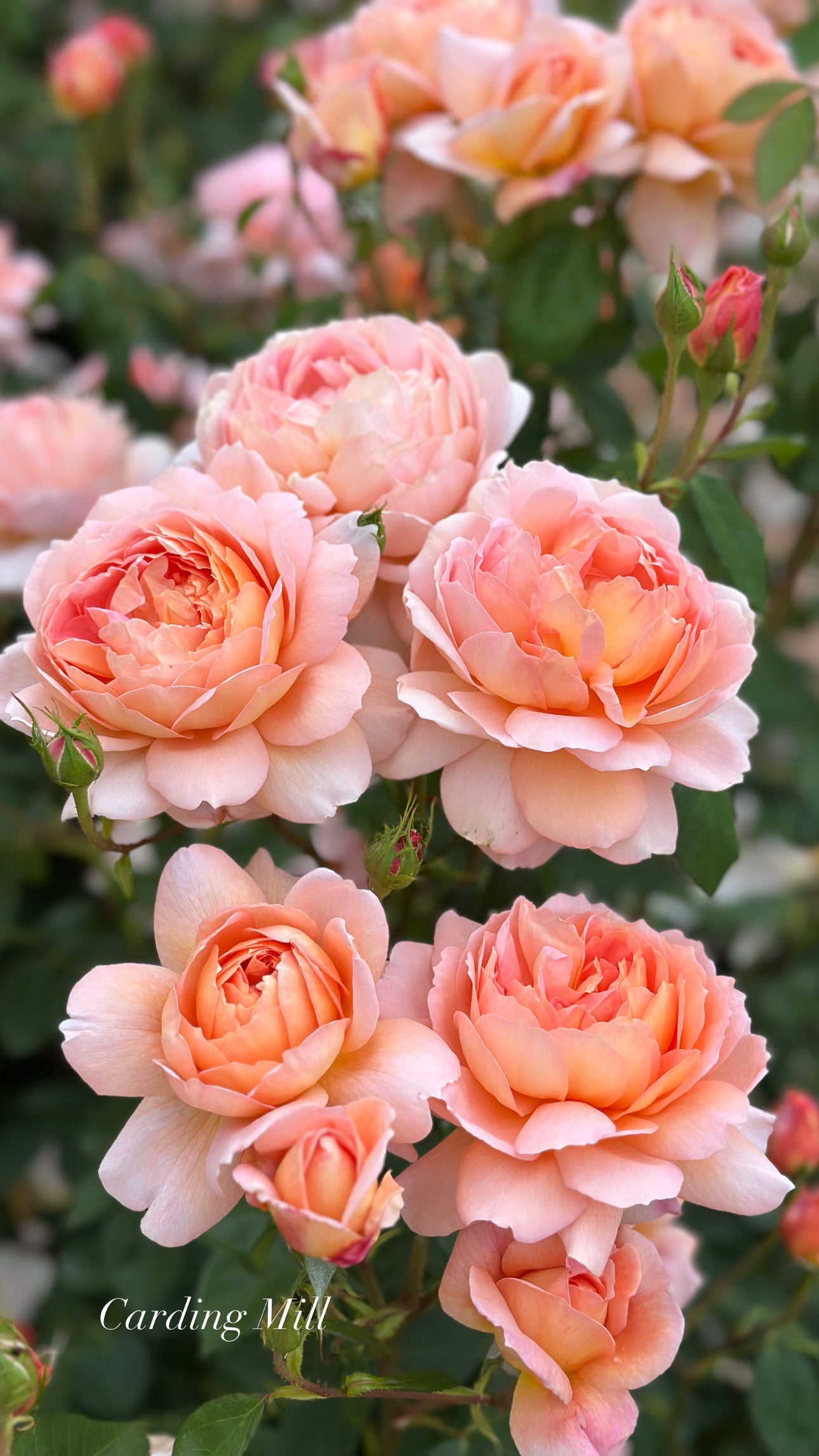 David Austin® Carding Mill® Potted Rose Bush