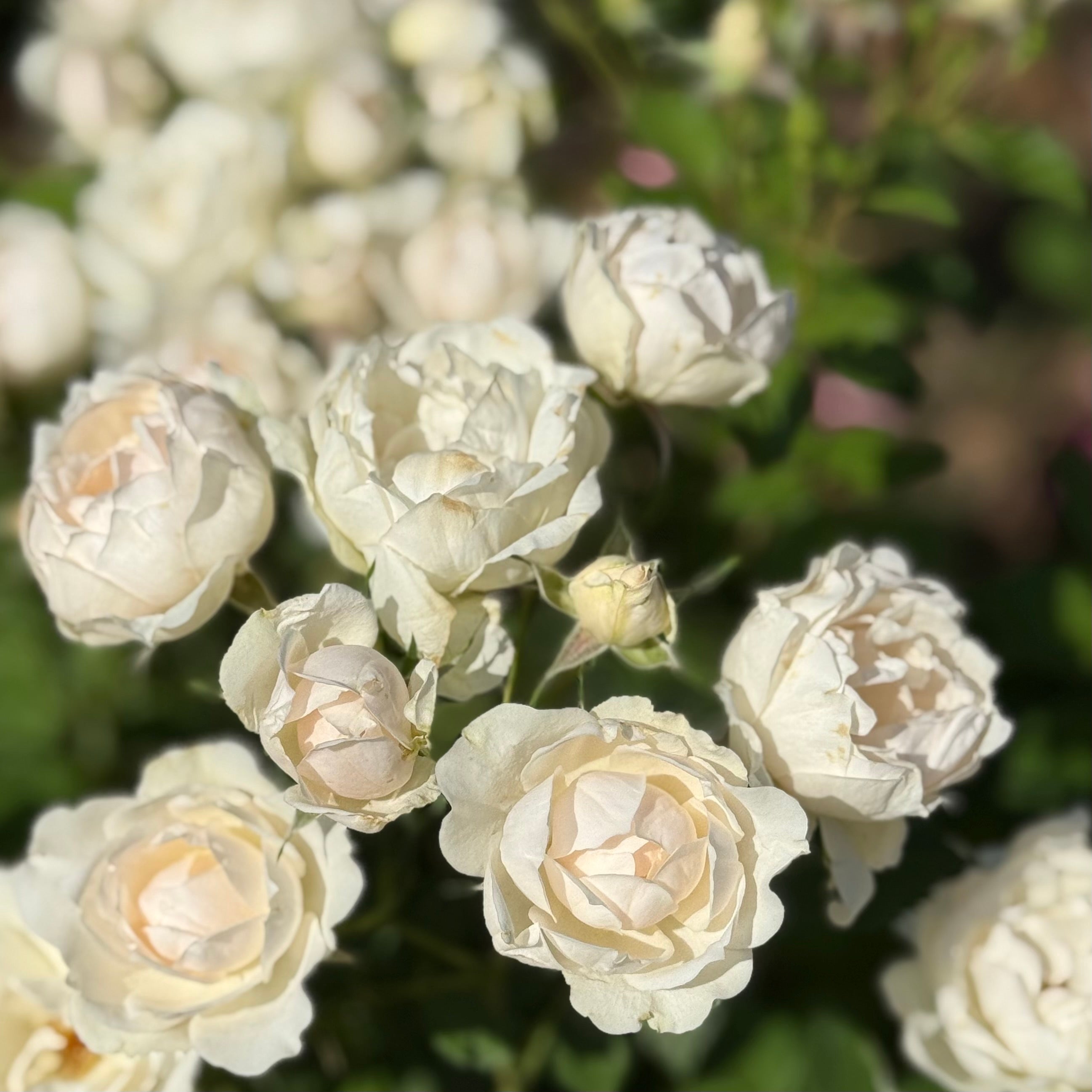 Icecap™ Potted  Rose Bush