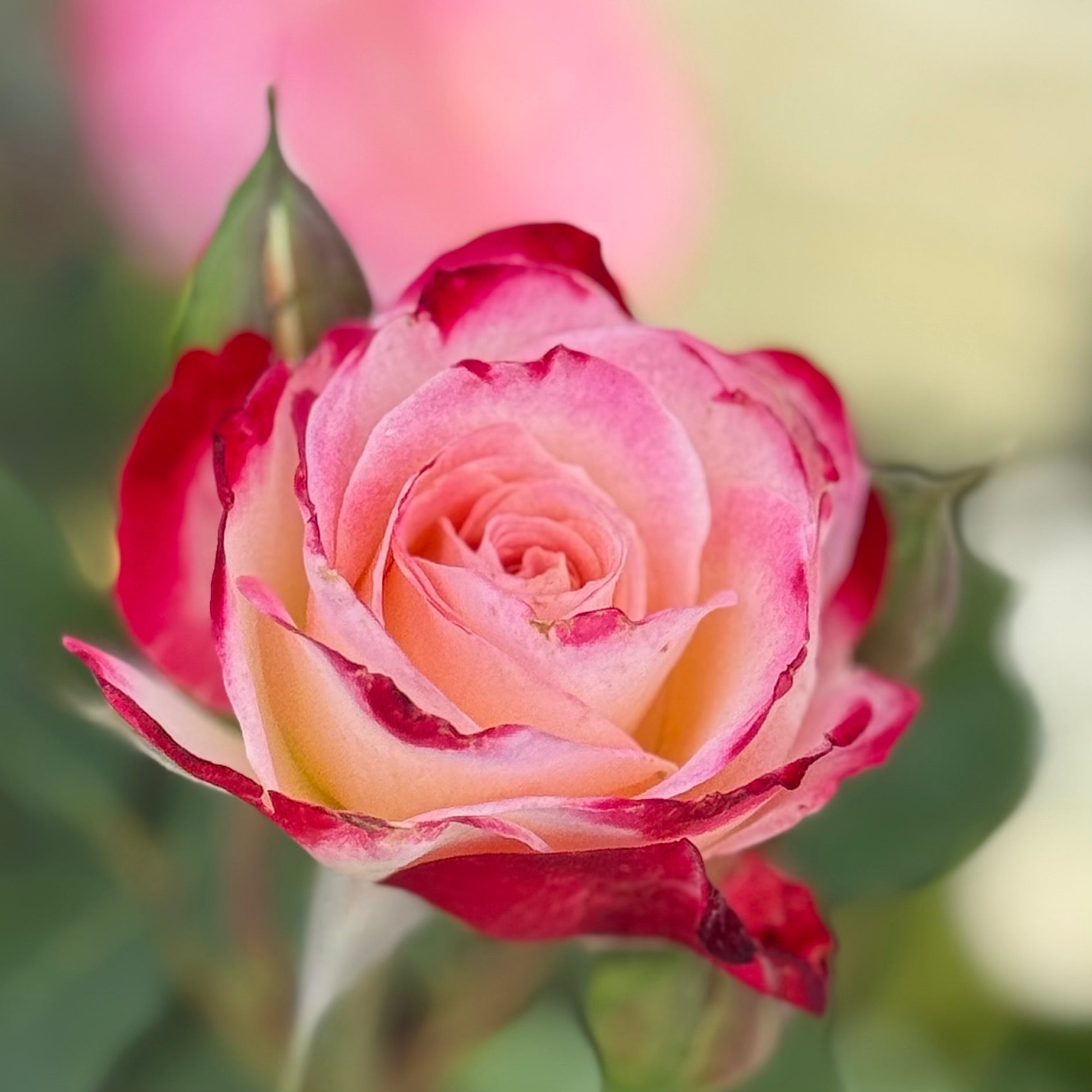 White Lies™ Potted Rose Bush