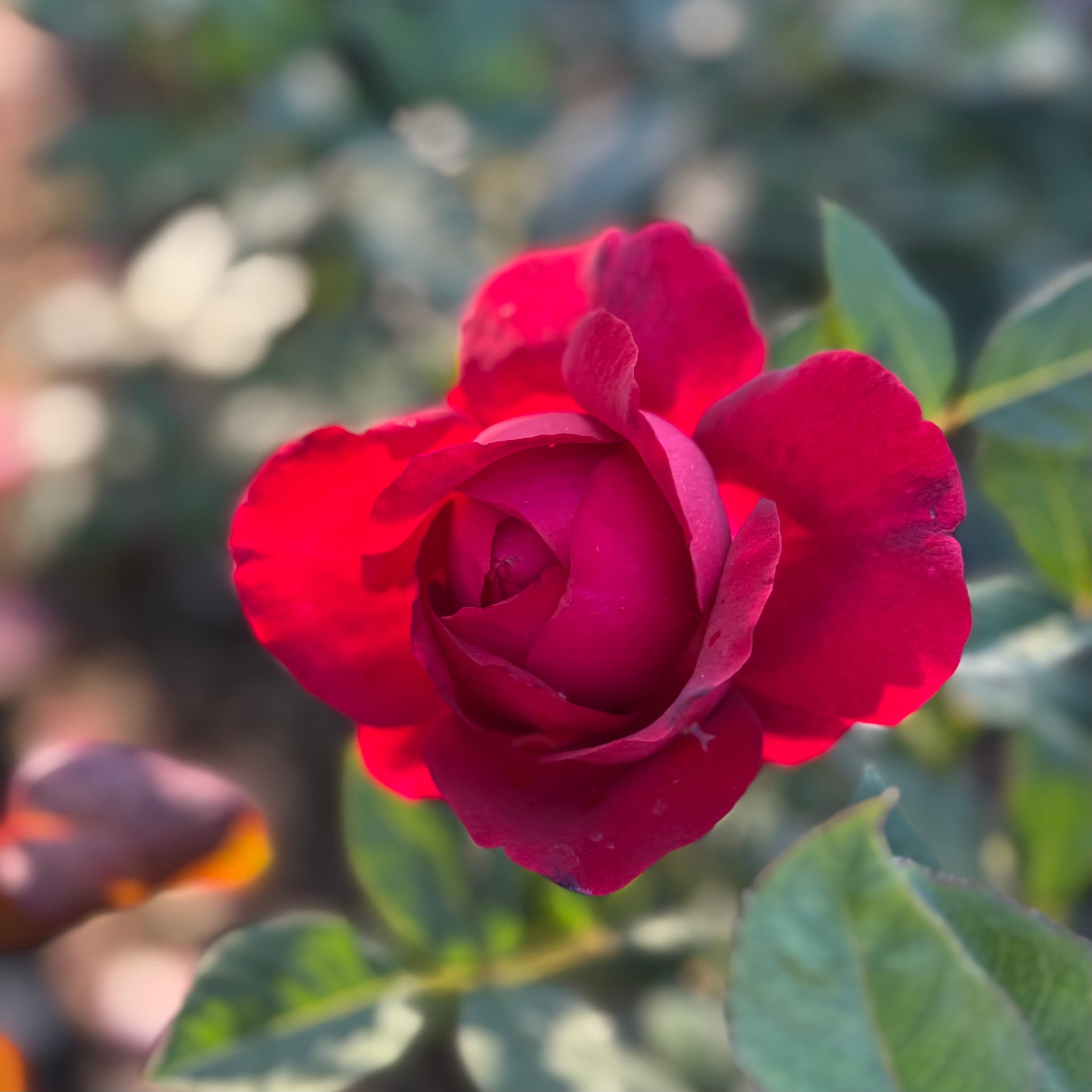 Janice Kellogg® Potted Rose Bush