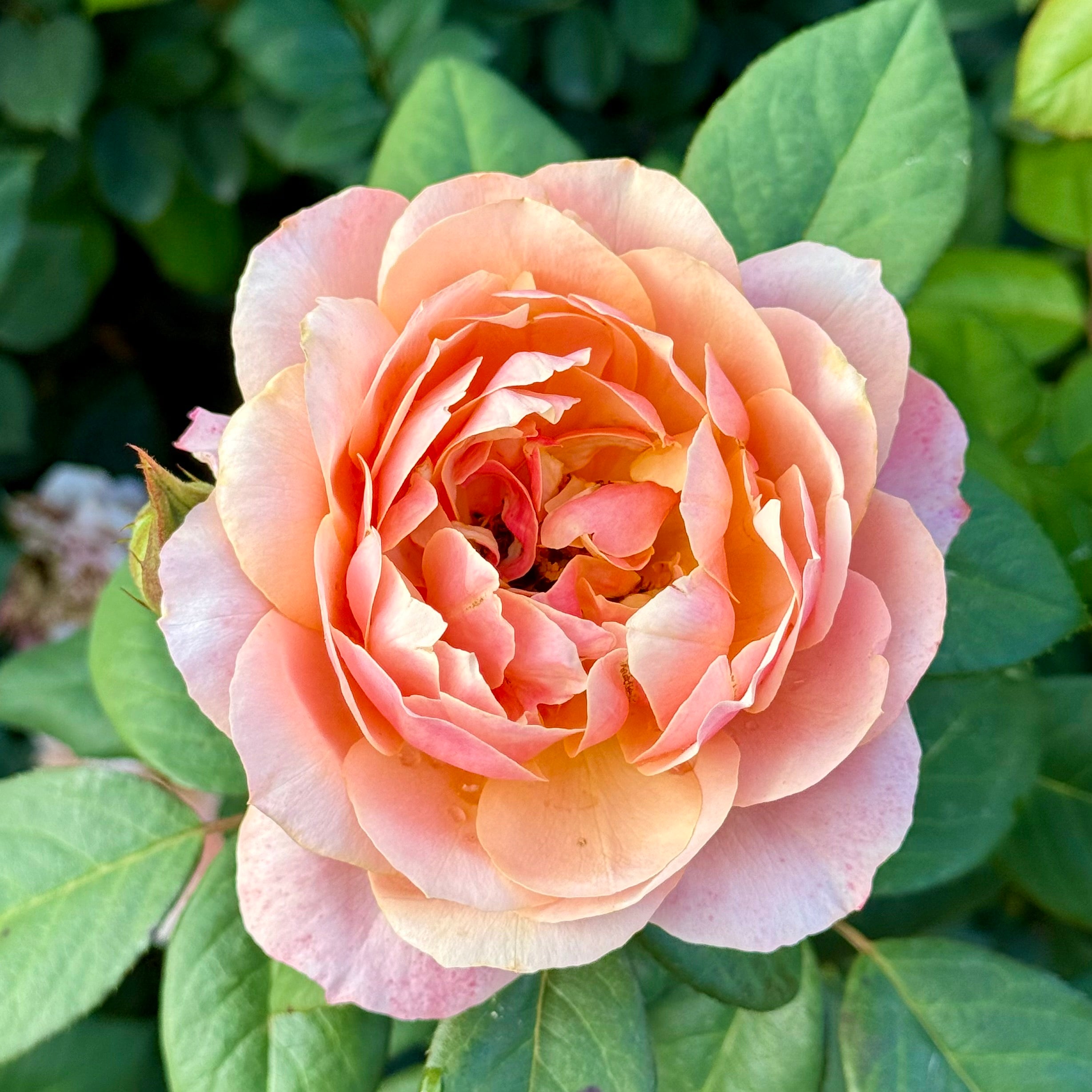 State of Grace ™ Potted Rose Bush