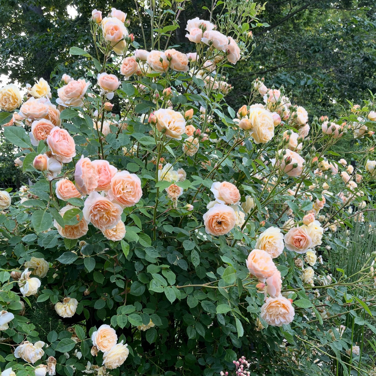 David Austin® Teasing Georgia® Potted Climbing Rose
