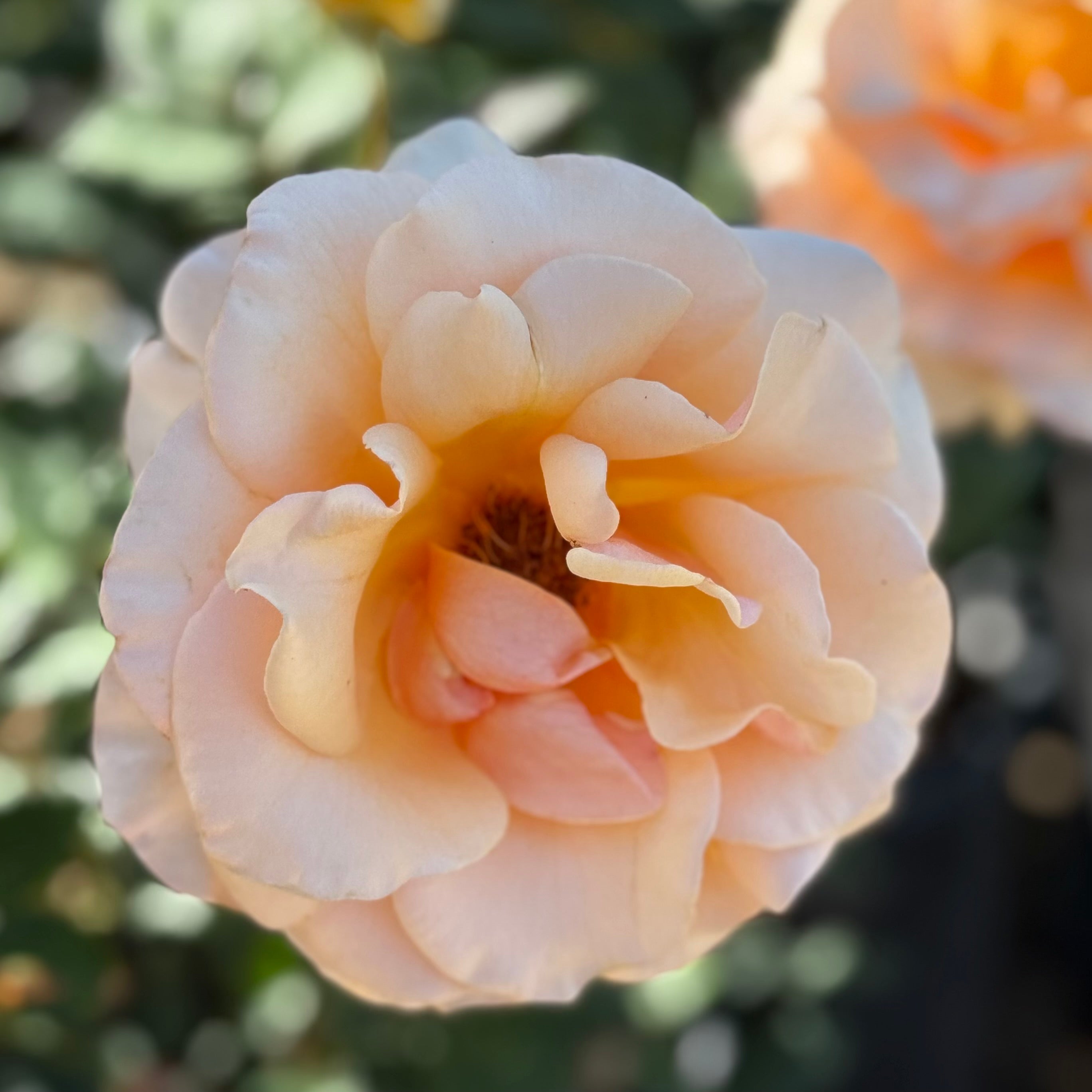 Brandy™ Potted Rose Bush