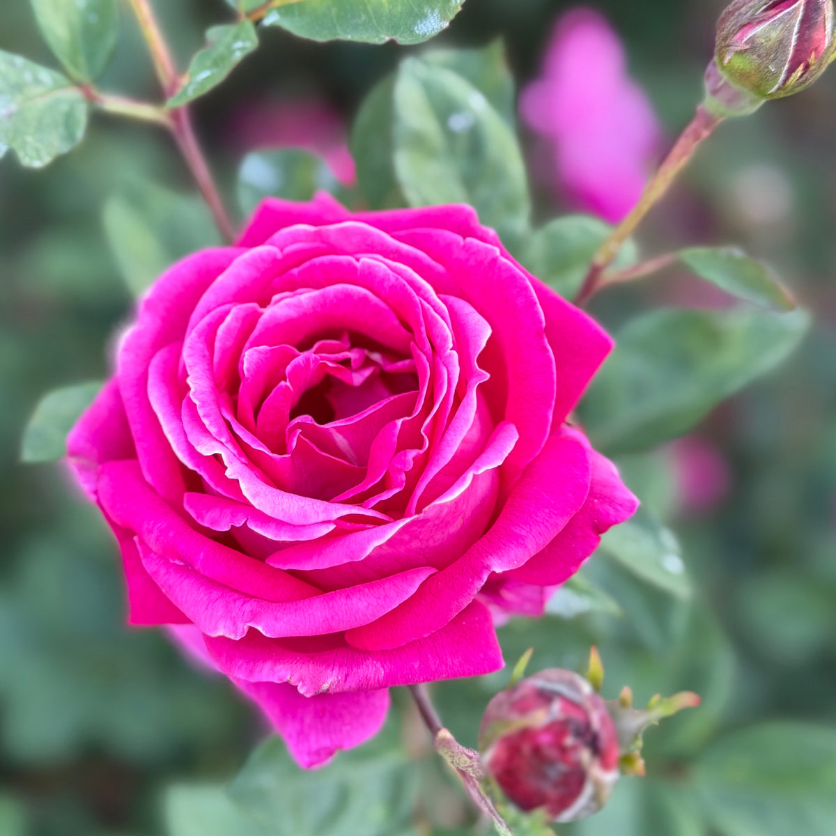 Sweet Spirit™  Bare Root Rose Bush
