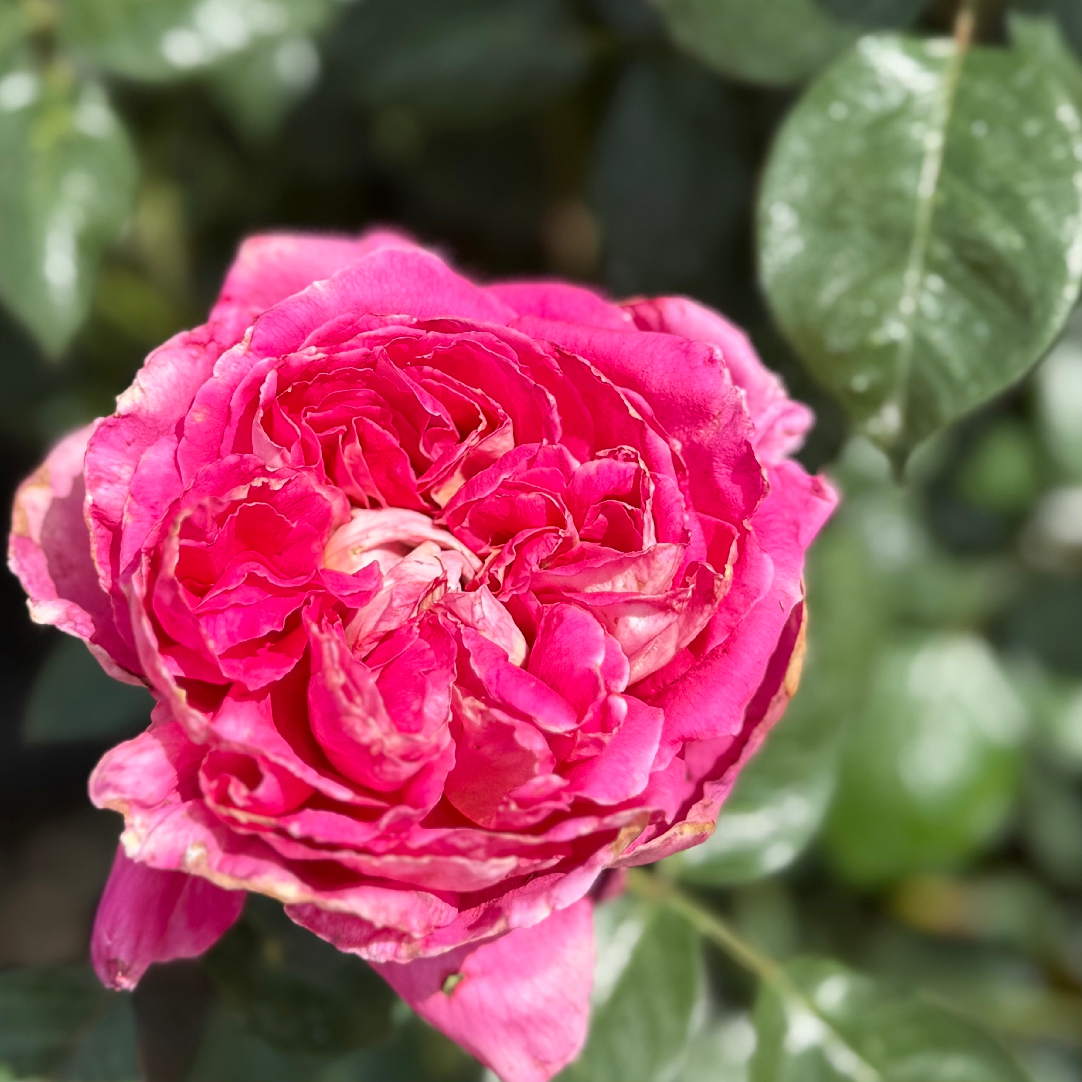 Winning Streak™ Potted Rose Bush