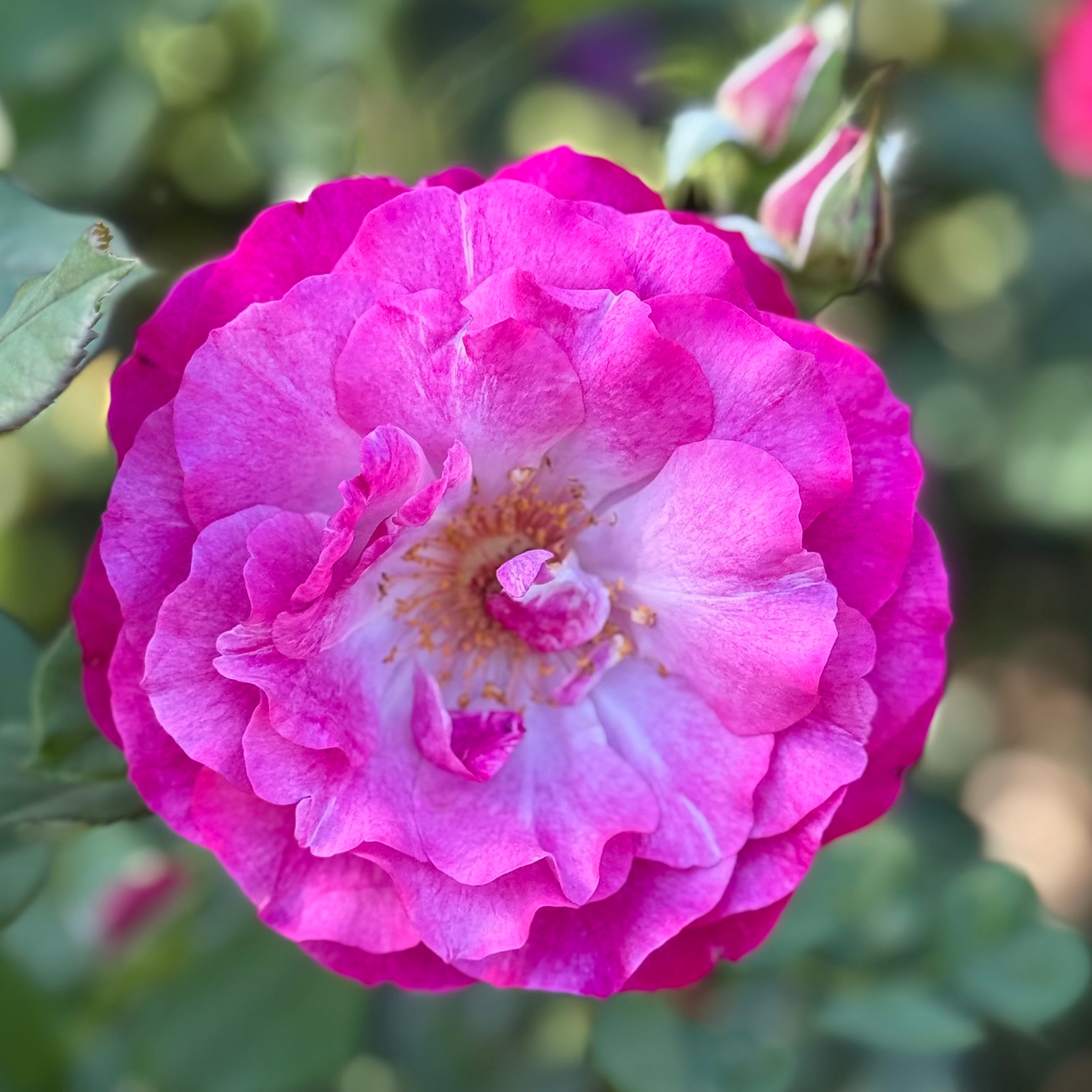 Wild Blue Yonder Potted Rose Bush | Mauve Rose Bush | Grace Rose Farm
