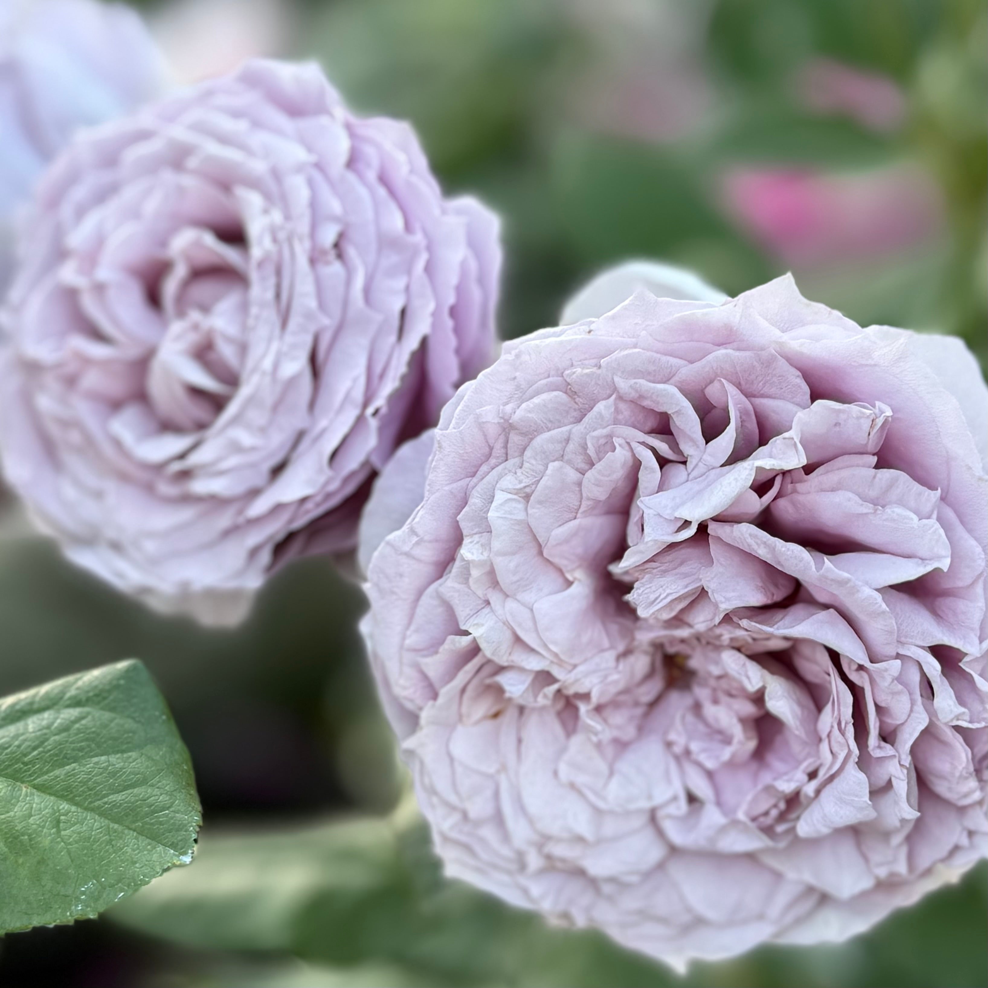 Poseidon™ Bare Root Rose Bush - Grace Rose Farm