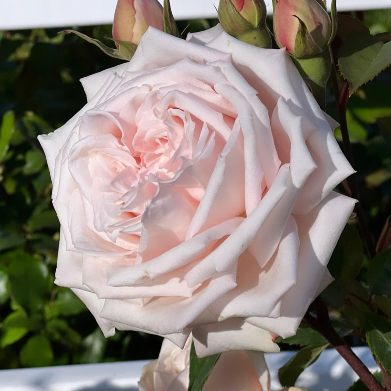 Belinda's Dream Potted Rose Bush | Pink Rose Bush | Grace Rose Farm
