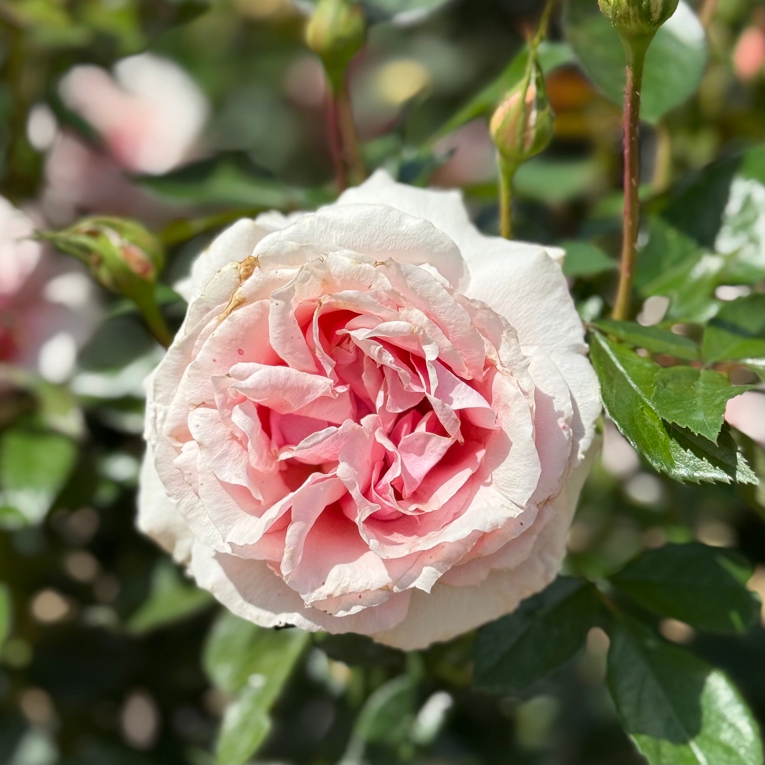 Voluptuous Rose | Large Pink Bloom Rose | Grace Rose Farm