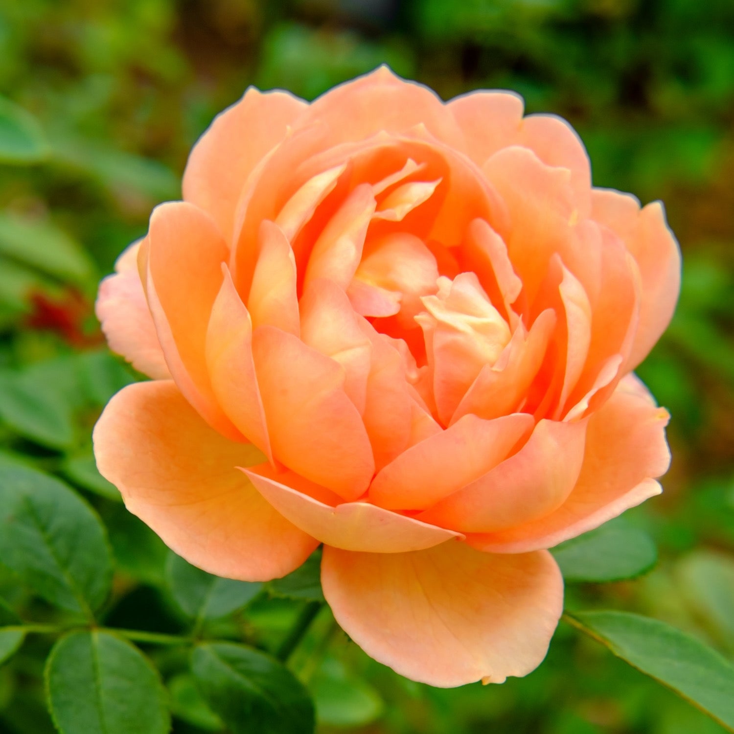 David Austin® Lady of Shalott™ Potted Rose Bush