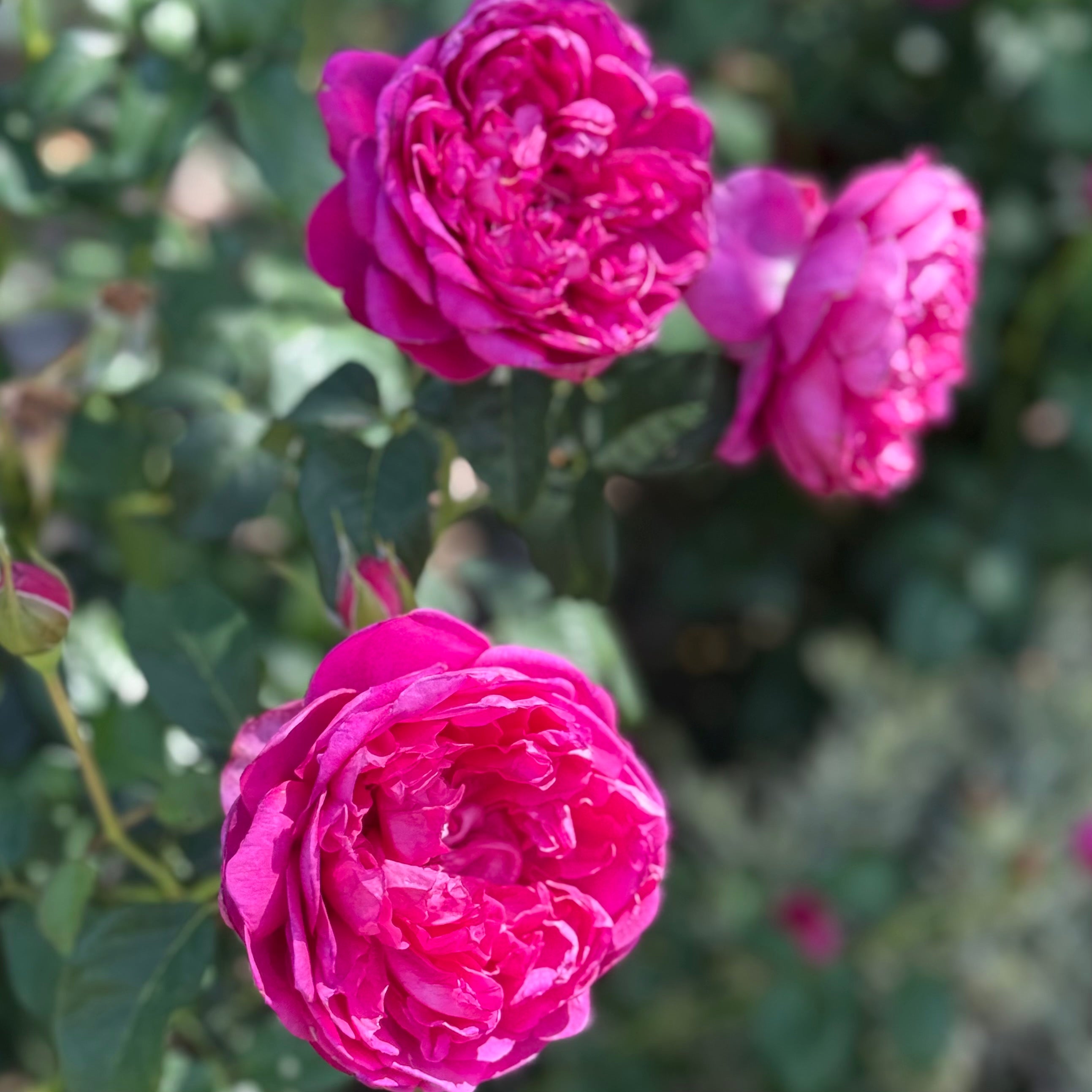 James L Austin Potted Rose Bush | David Austin Red Rose | Grace