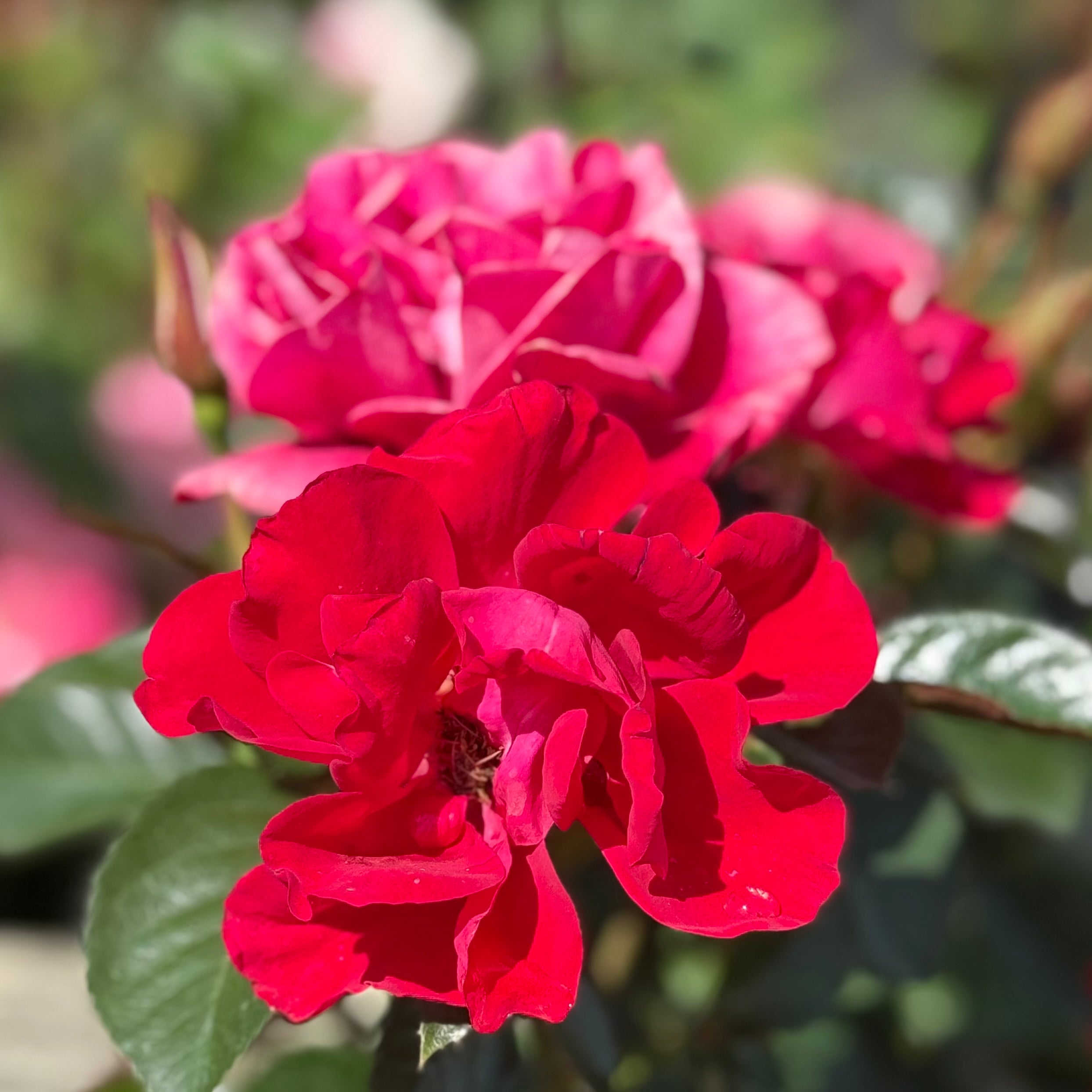 Ruby Red™ Potted Rose Bush