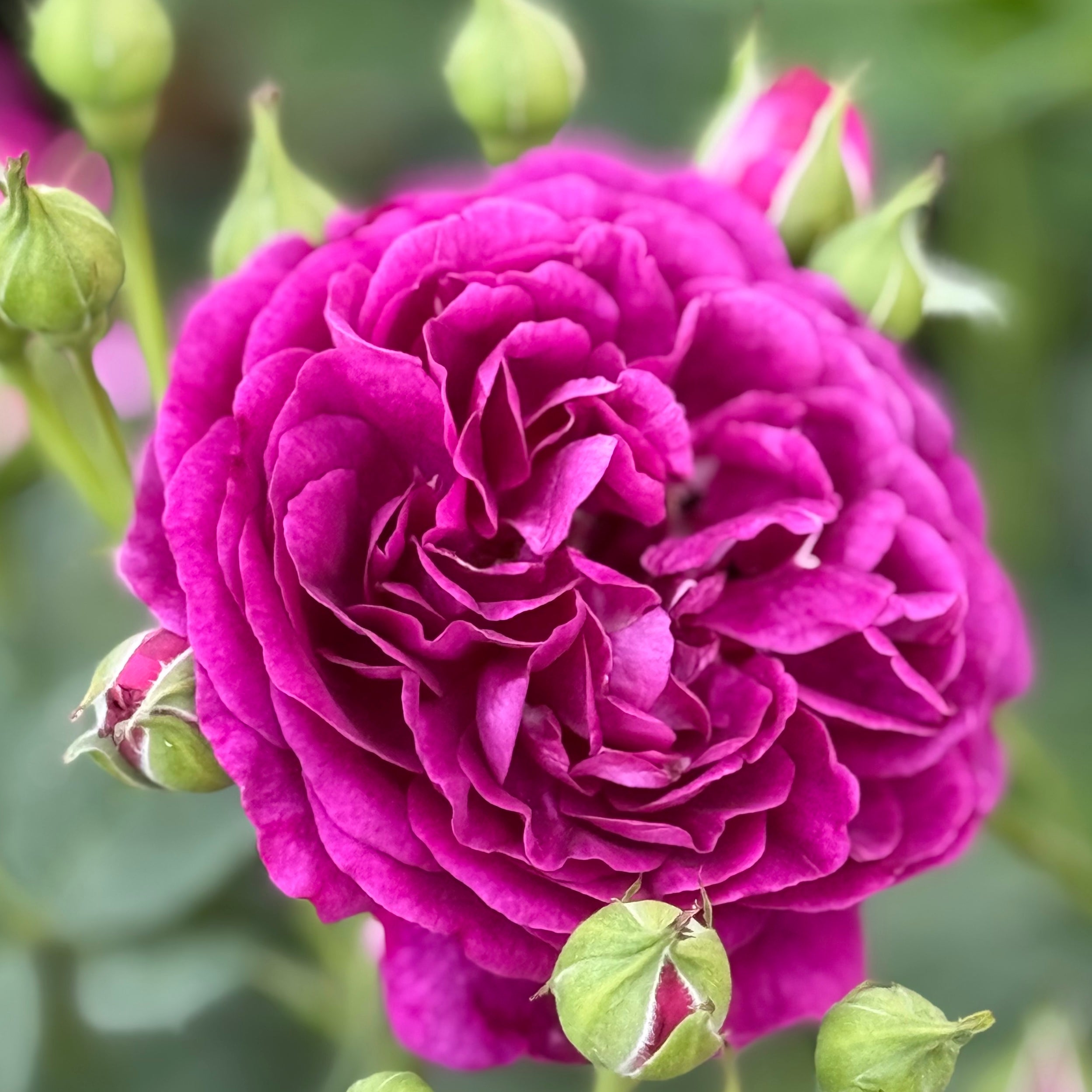 Twilight Zone™ Potted Rose Bush - Grace Rose Farm