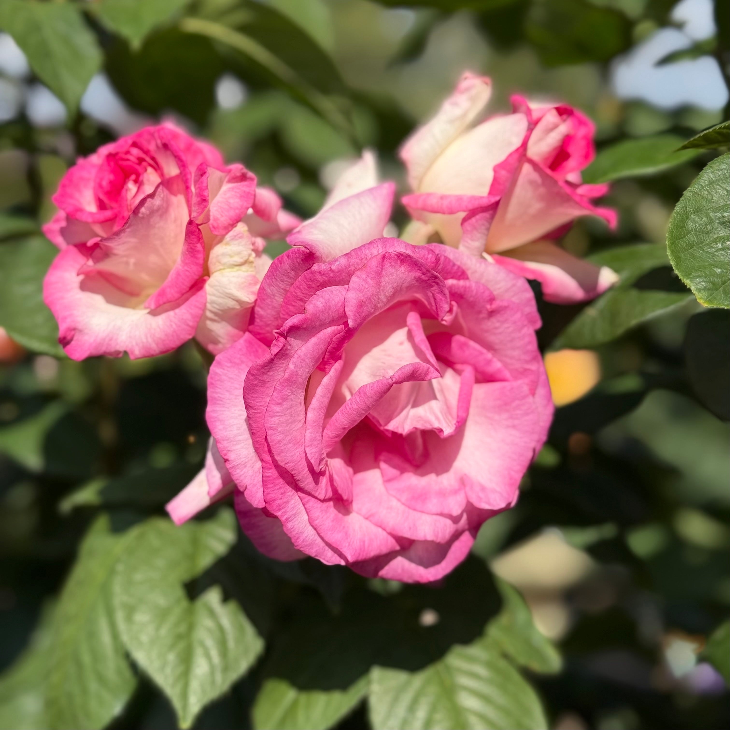 Angelic Veil Potted Rose Bush | White Rose Bush | Grace Rose Farm