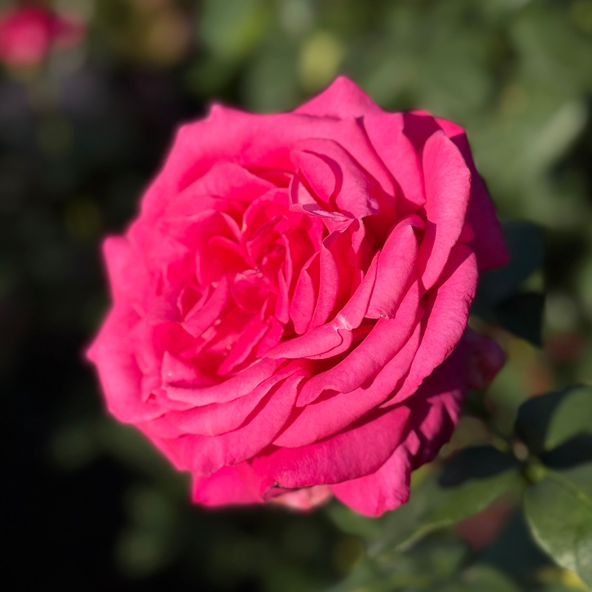 All My Loving™ Potted Rose Bush
