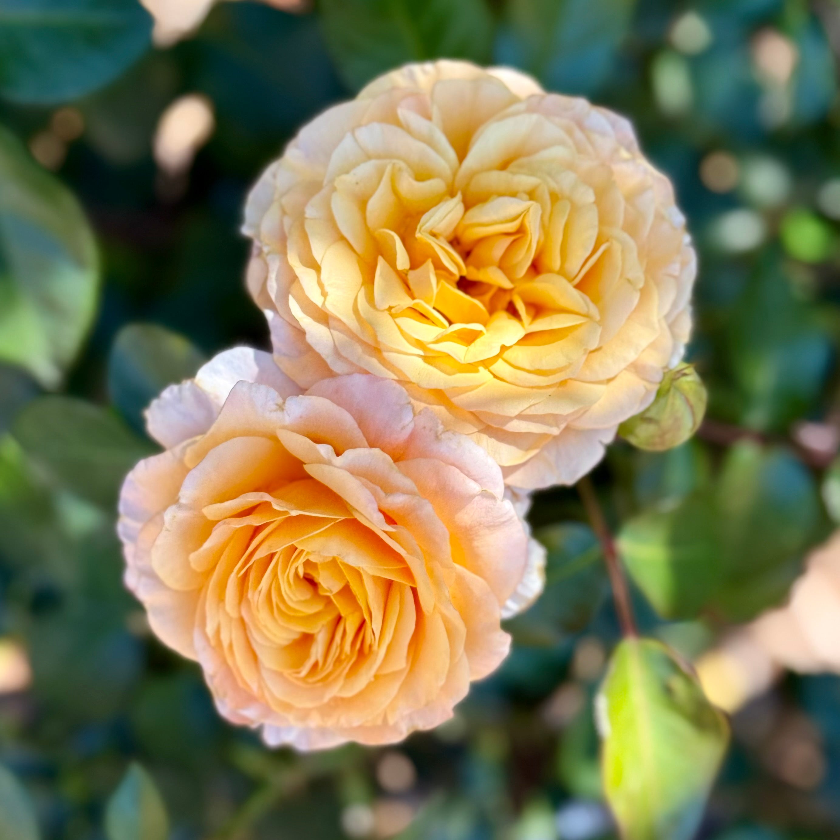 Morning Glow Potted Rose Bush | Apricot Rose Bush | Grace Rose Farm