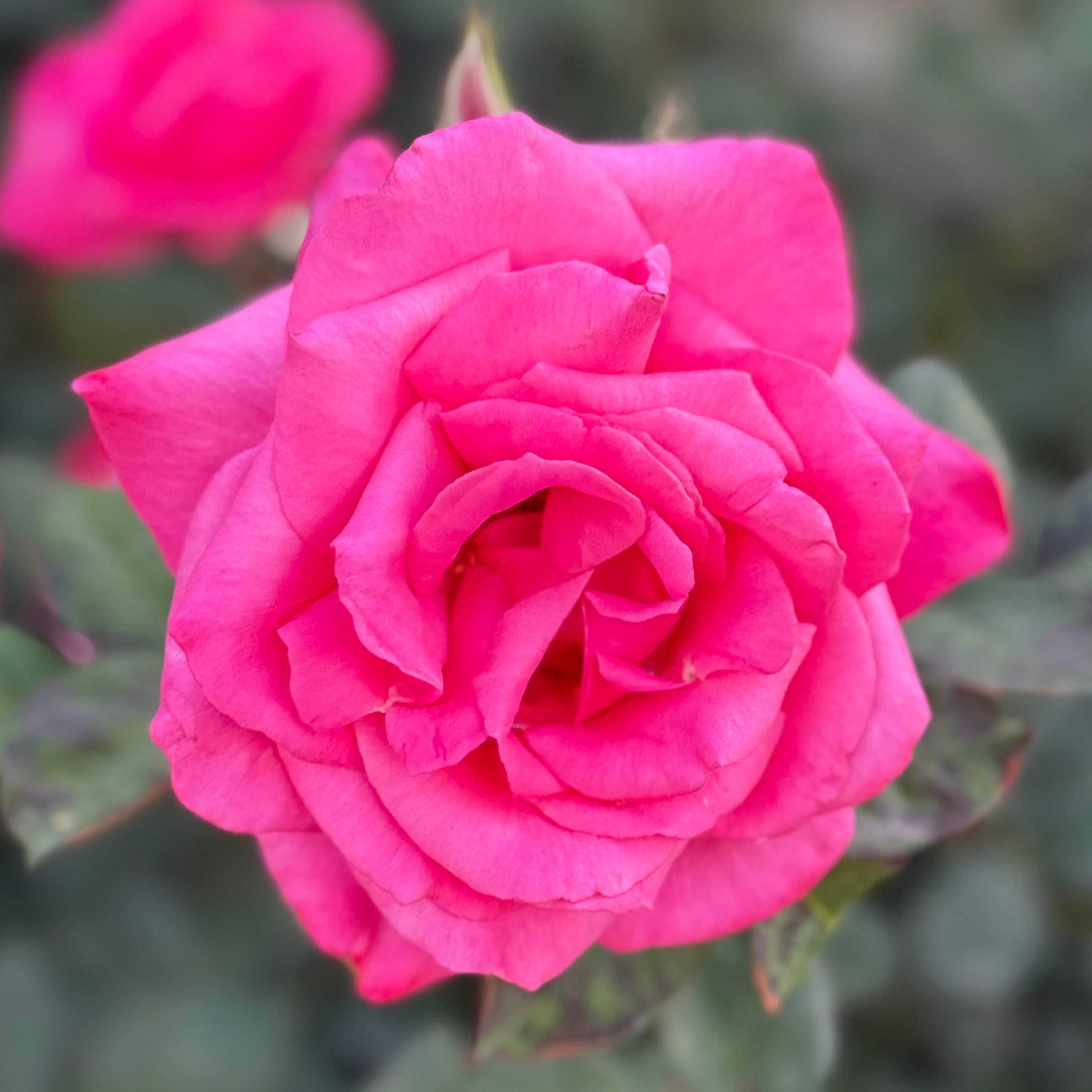 Electron Potted Rose Bush