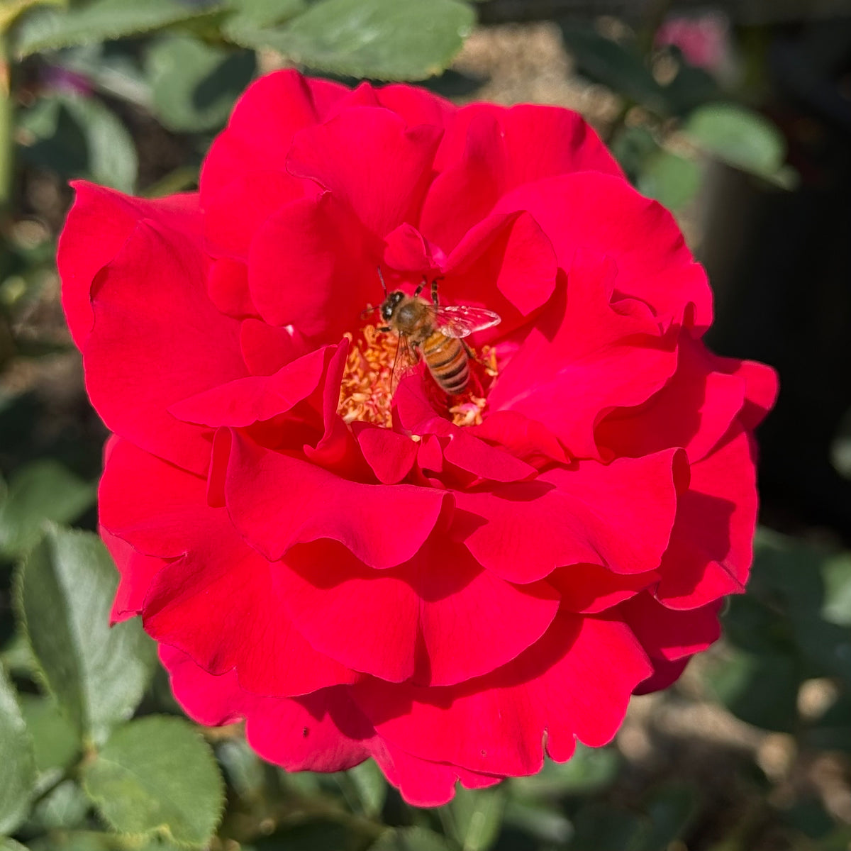 Let Freedom Ring ™ Bare Root Rose Bush