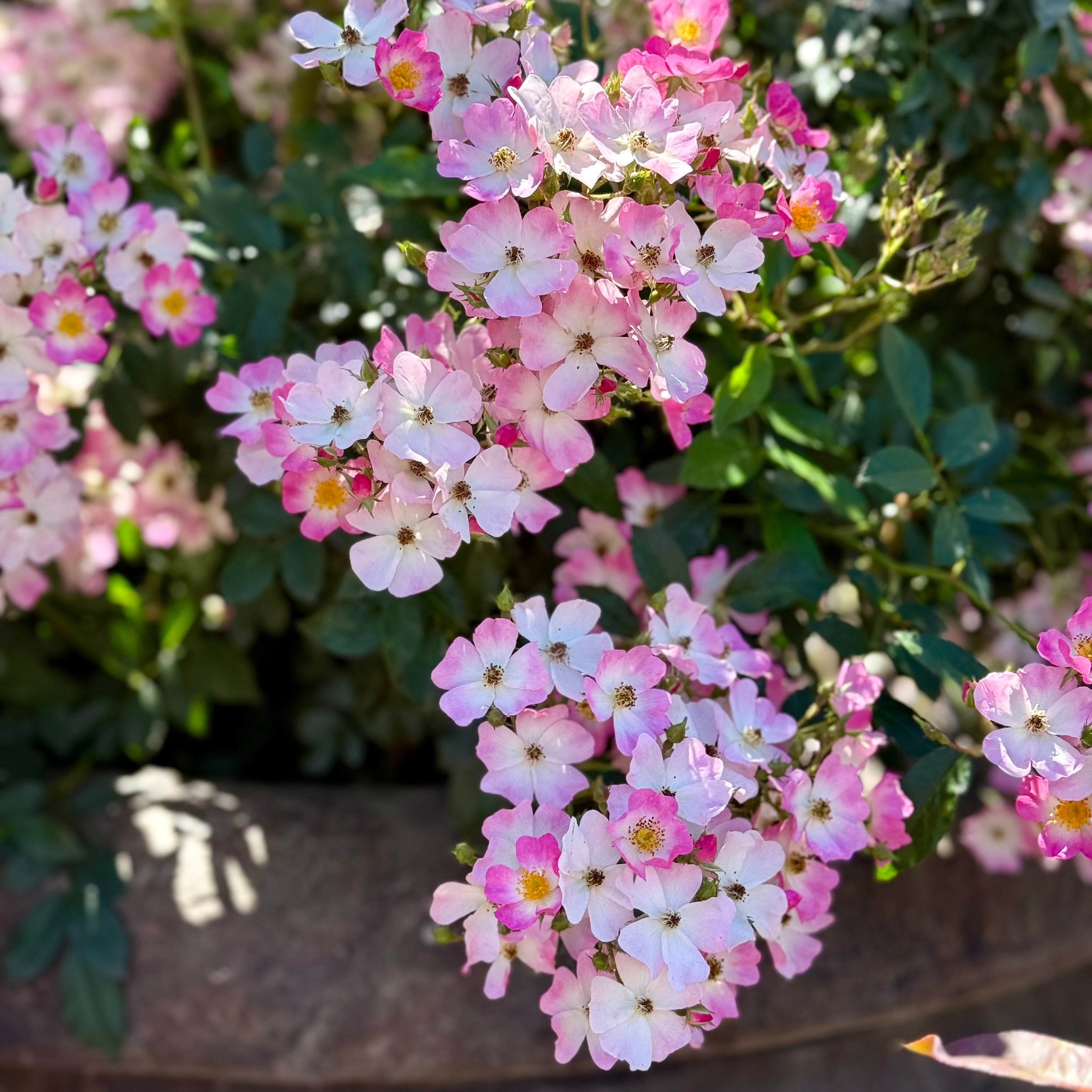 Ballerina Potted Rose Bush | Pink Shrub Rose Bush | Grace Rose Farm