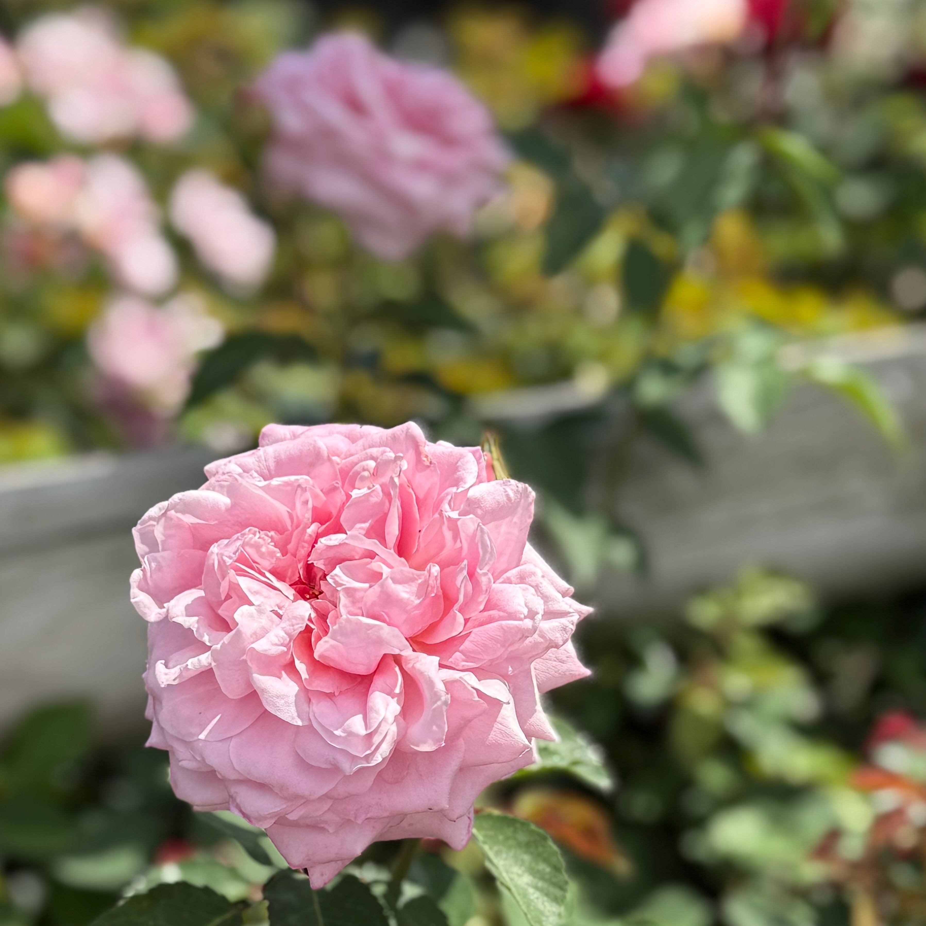 Belinda's Dream Potted Rose Bush | Pink Rose Bush | Grace Rose Farm